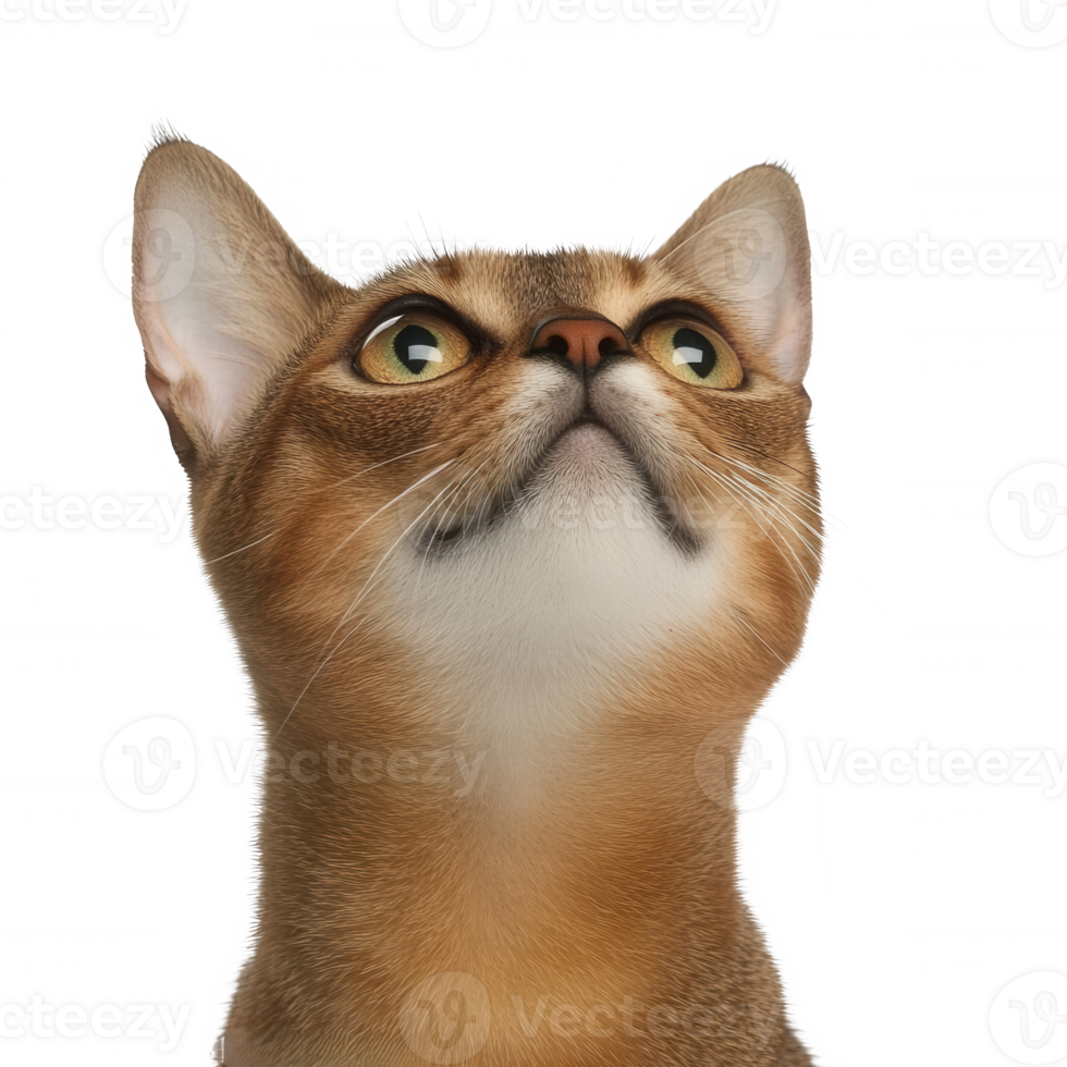 A curious cat looking up with bright eyes, showcasing its playful spirit and charm. png