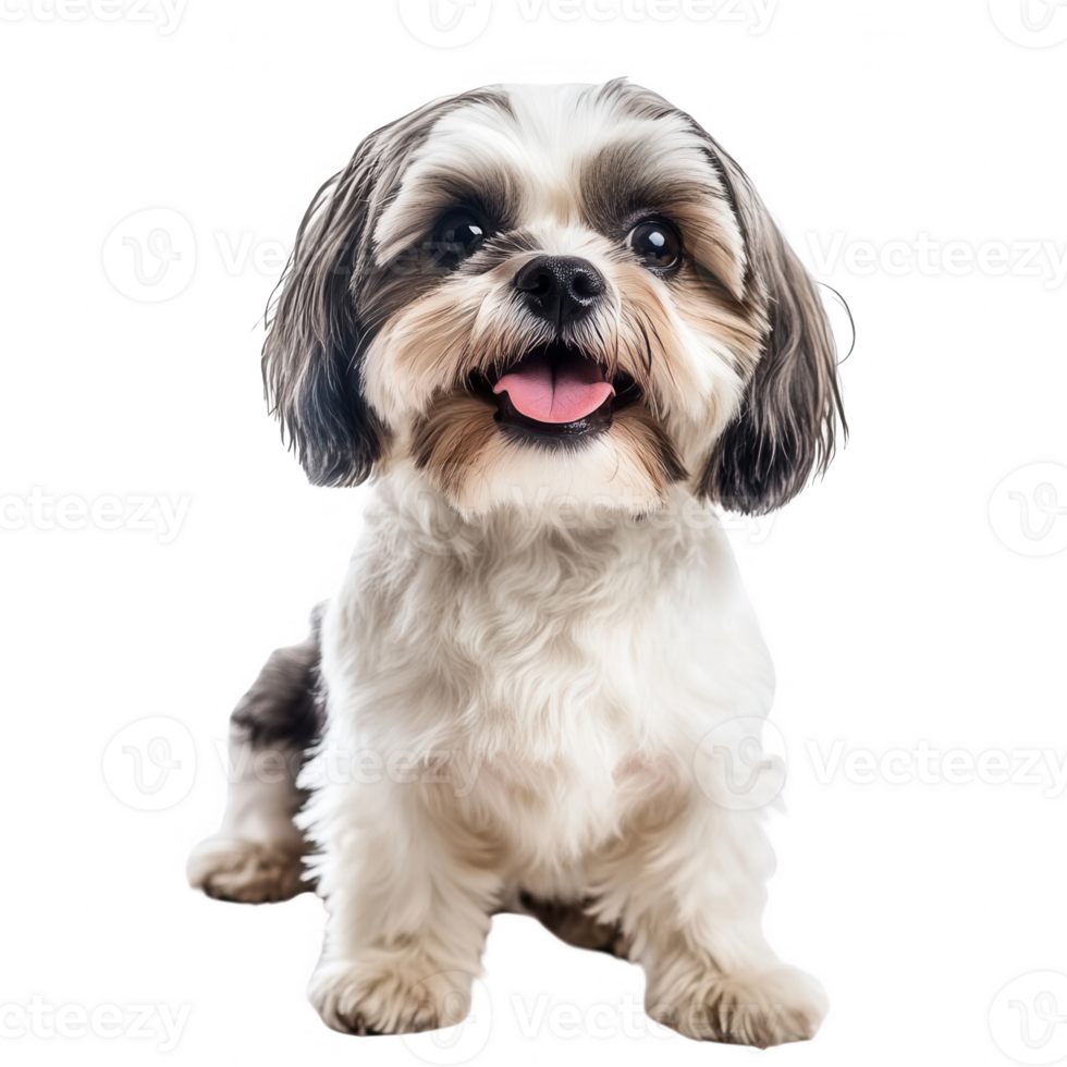A cheerful small dog with a fluffy coat, playfully sitting and smiling at the camera. png