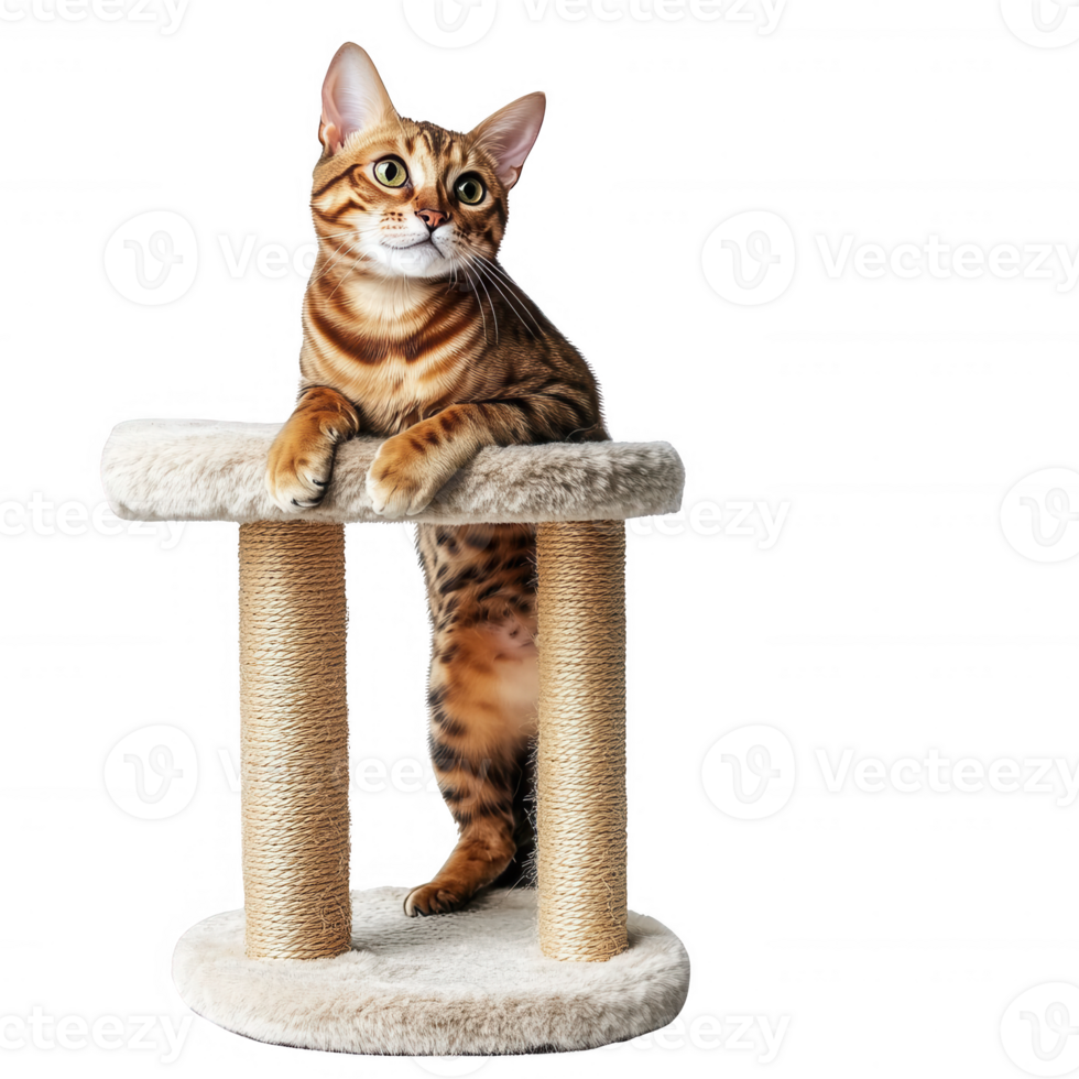 A playful Bengal cat perched on a stylish scratch post, showcasing its beauty and charm. png