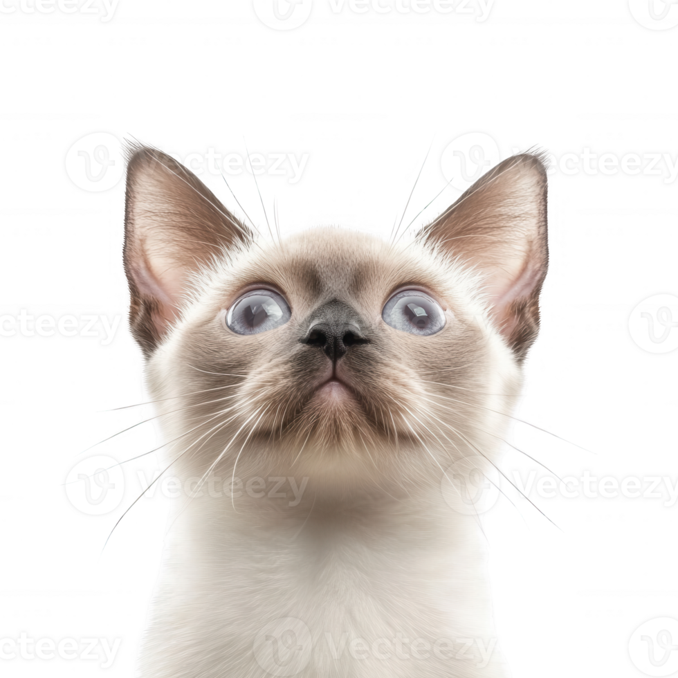 A cute Siamese cat with striking blue eyes and a curious expression, ready for adventure. png