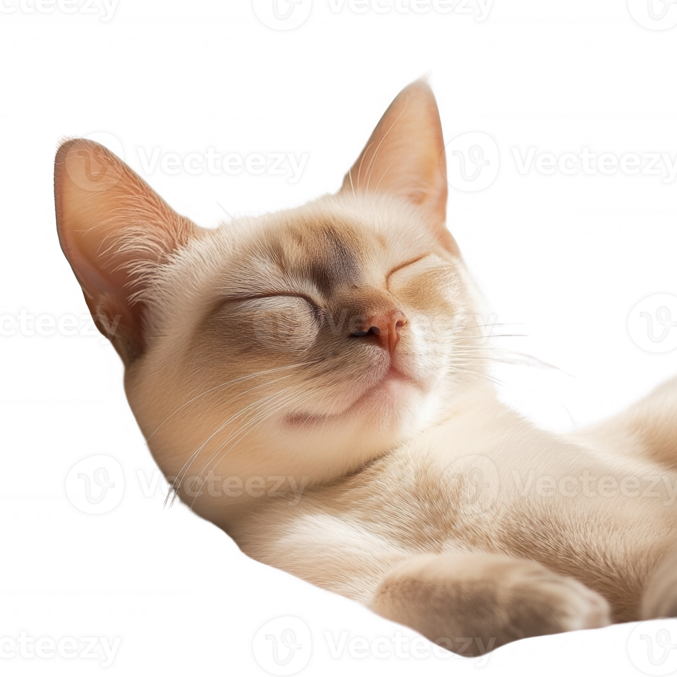 A serene cat resting peacefully with eyes closed, enjoying a moment of tranquility. png