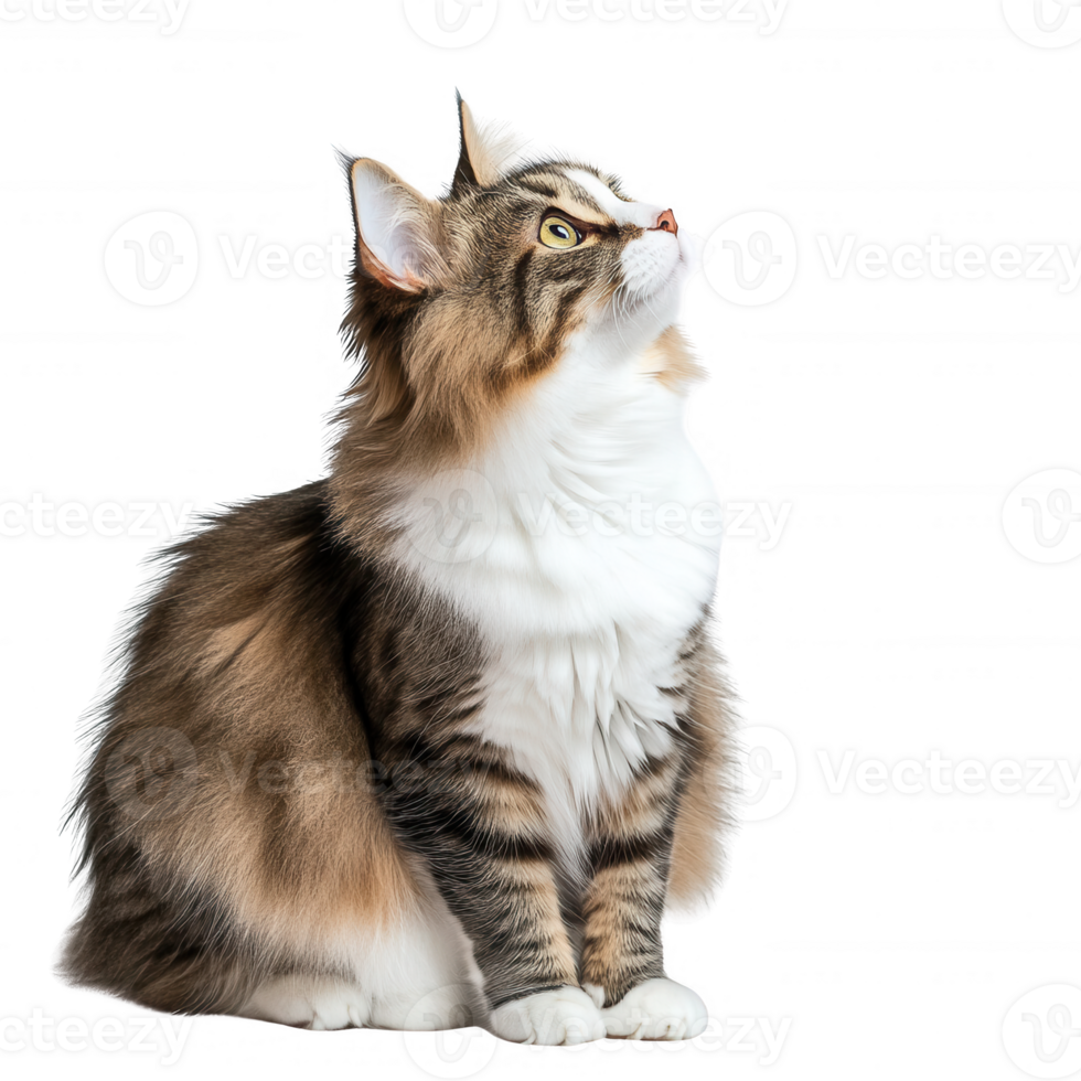 A majestic cat gazing upwards with a curious expression, showcasing its beautiful fur. png