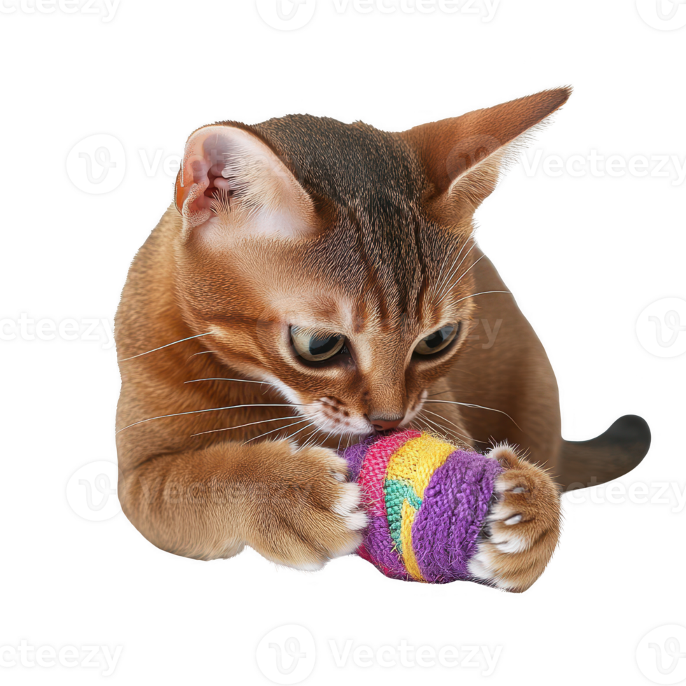 A playful cat enjoying its colorful knitting toy with excitement and curiosity. png