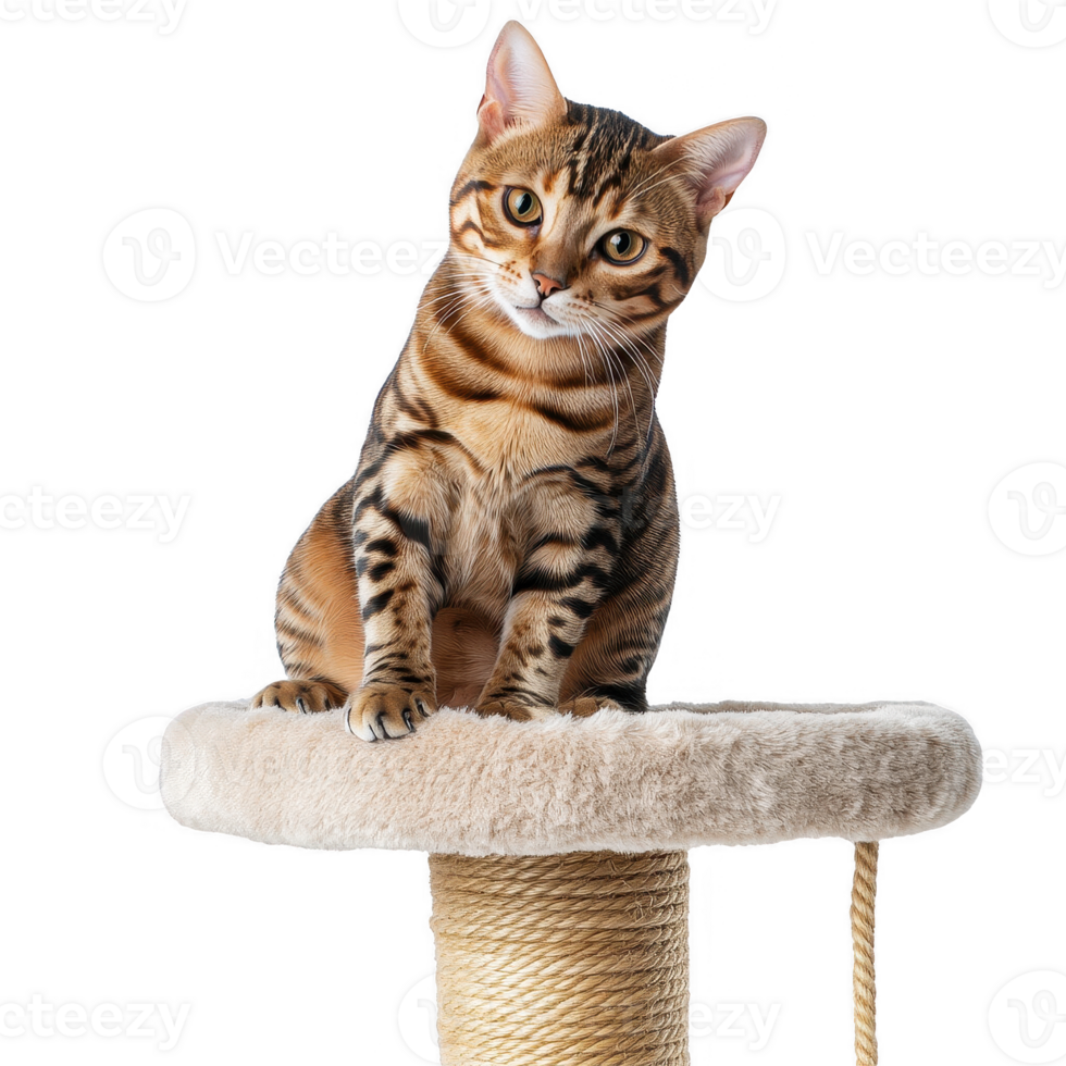 A playful Bengal cat perched atop a scratching post, showcasing its unique fur pattern. png