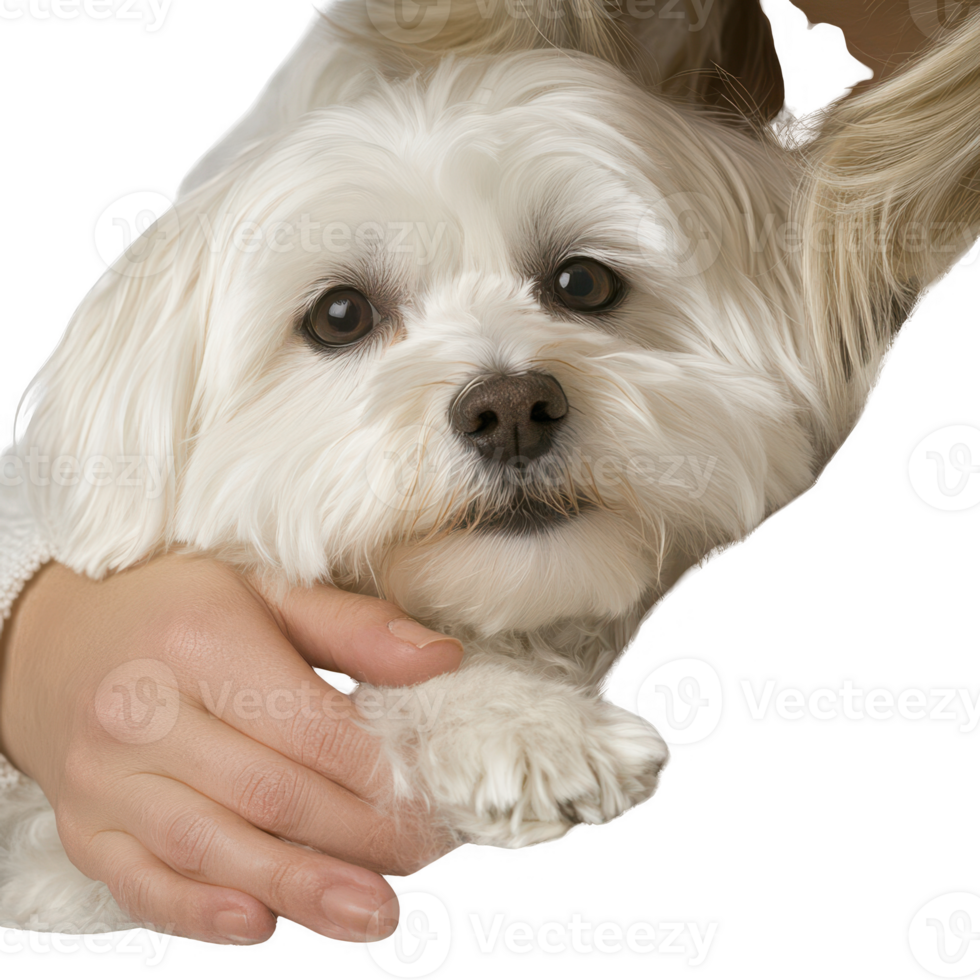 A close-up of a fluffy white dog being gently held by a person. png
