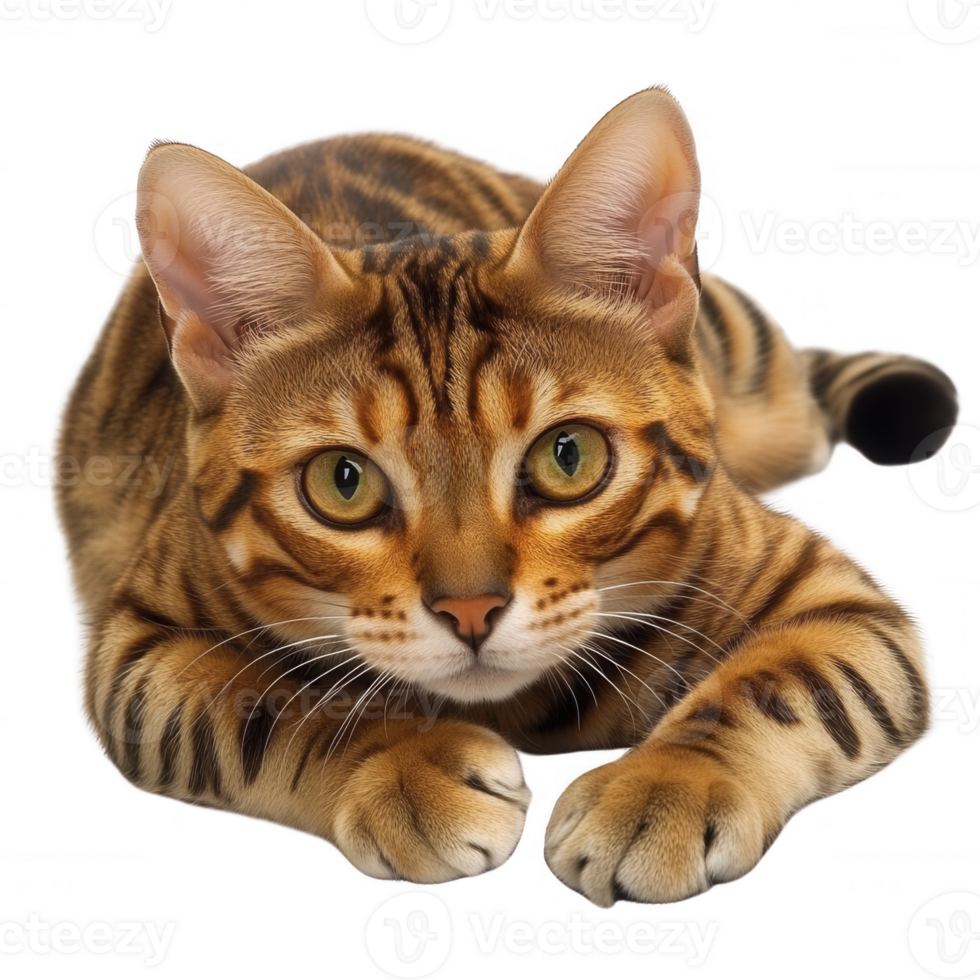 A close-up of a Bengal cat with striking features and beautiful fur patterns. png