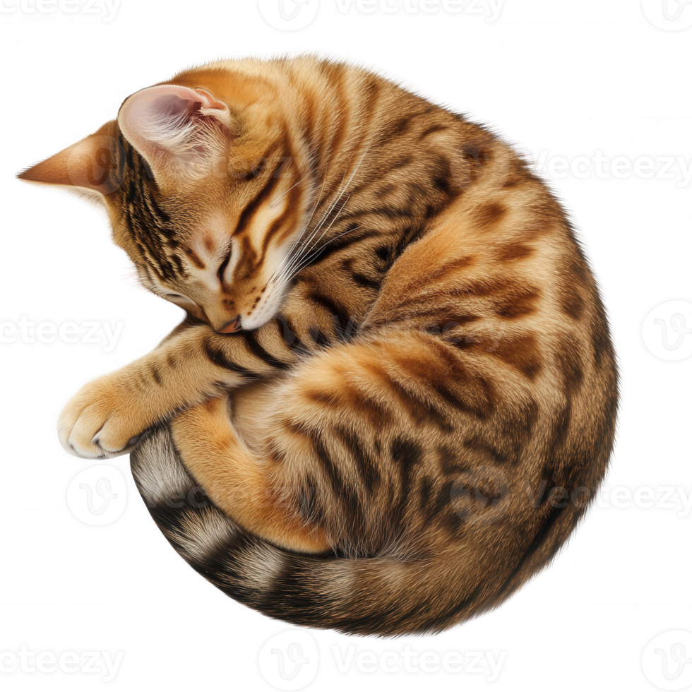 A curled up Bengal cat with striking patterns, resting peacefully on a surface. png