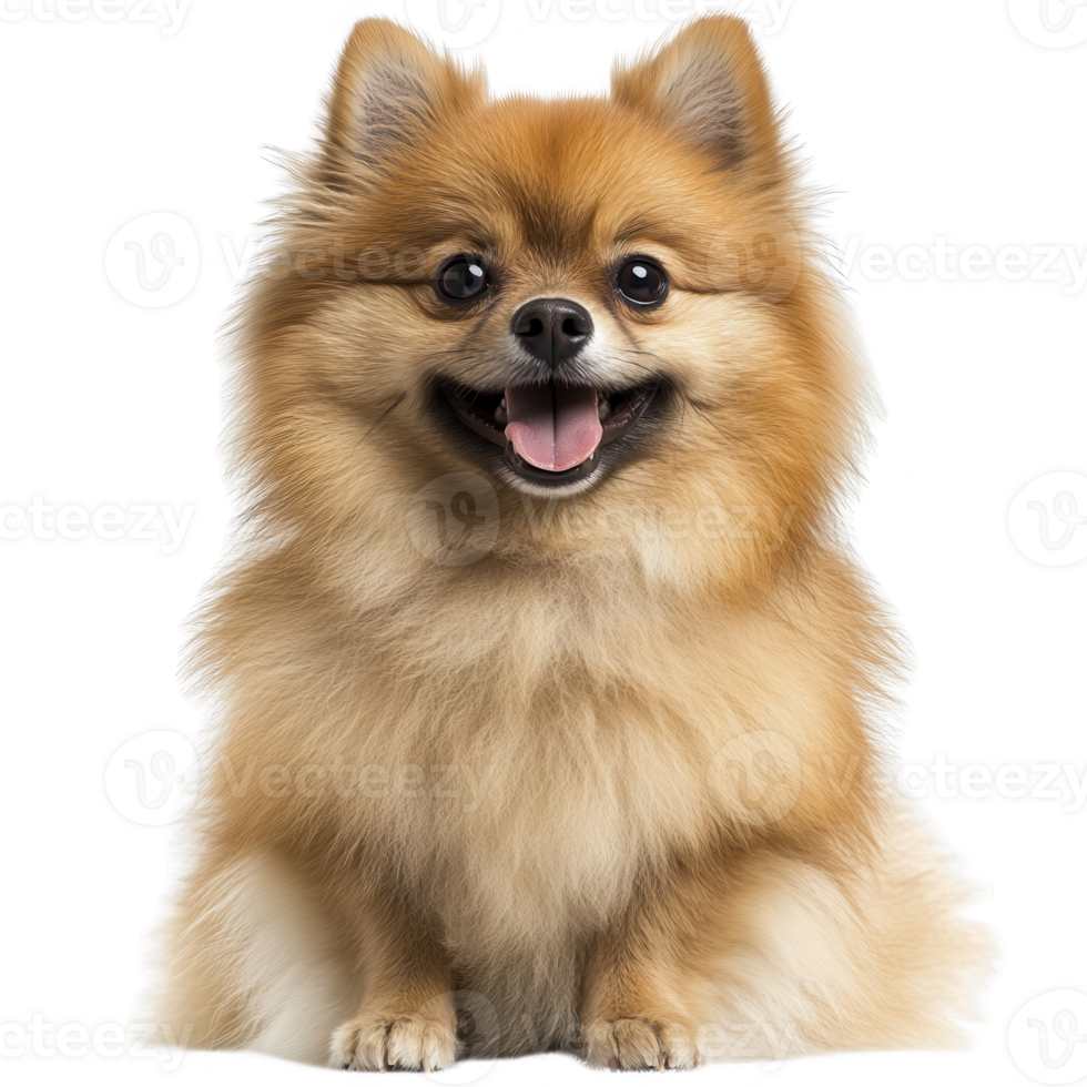 A cheerful Pomeranian dog sitting and smiling, showcasing its fluffy coat and playful nature. png
