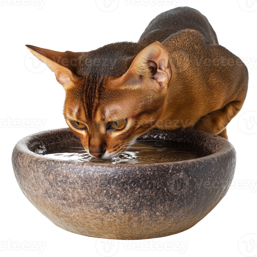 A cat curiously drinking water from a stone bowl, showcasing its playful nature. png