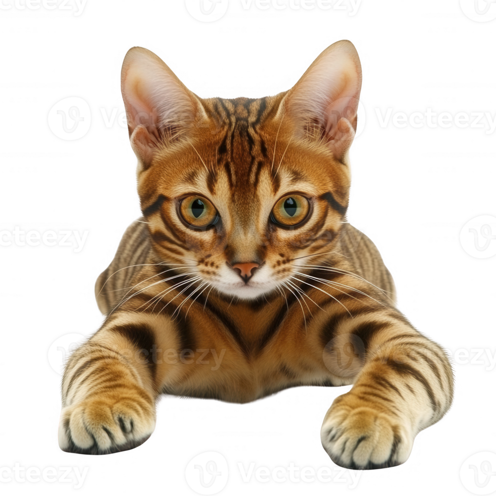 A striking Bengal cat lying down, showcasing its unique spotted coat and expressive eyes. png