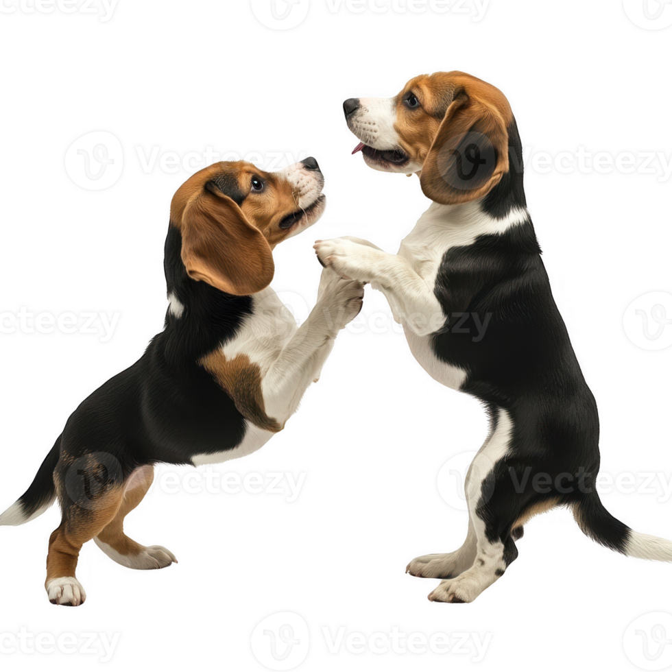 Two playful beagle puppies interacting in a joyful and fun way. png