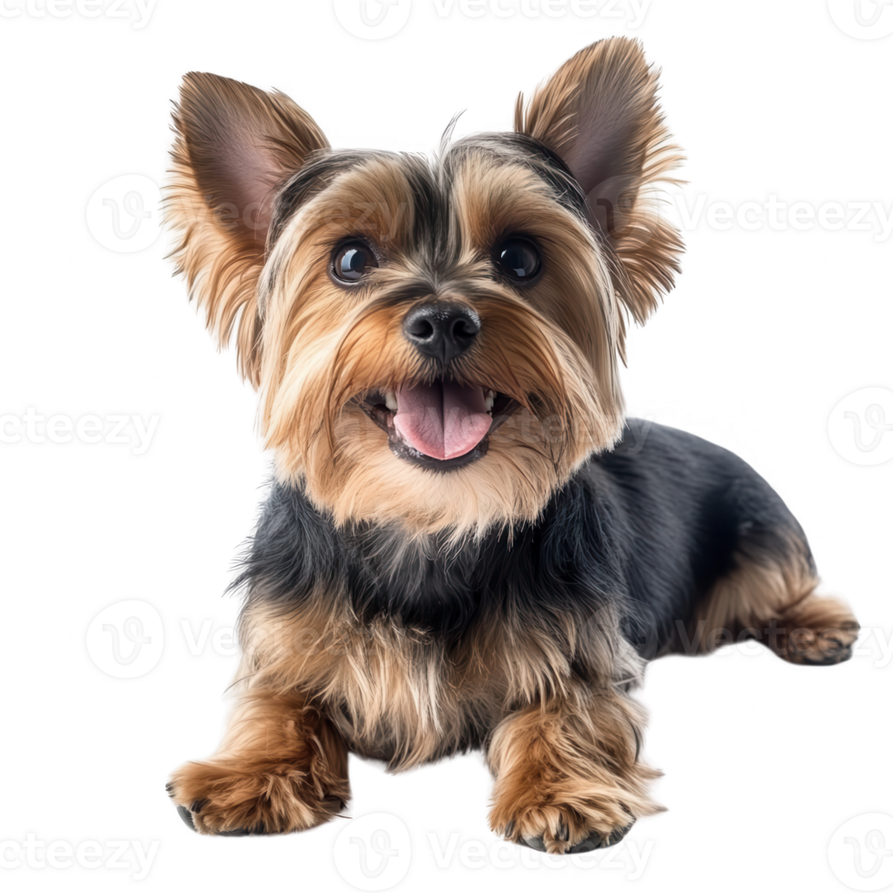 Playful Yorkshire Terrier dog with happy expression and shiny fur. png