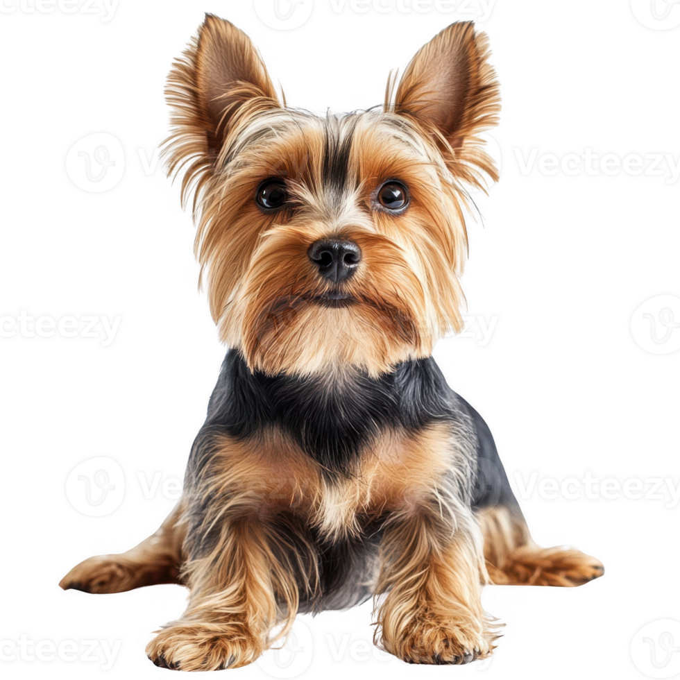 Adorable Yorkshire Terrier dog sitting patiently with a charming expression. png