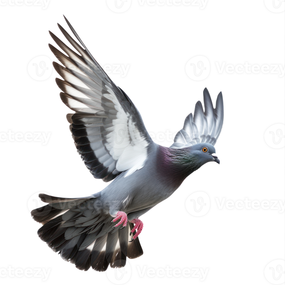 pigeon flying high resolution on a transparent background png