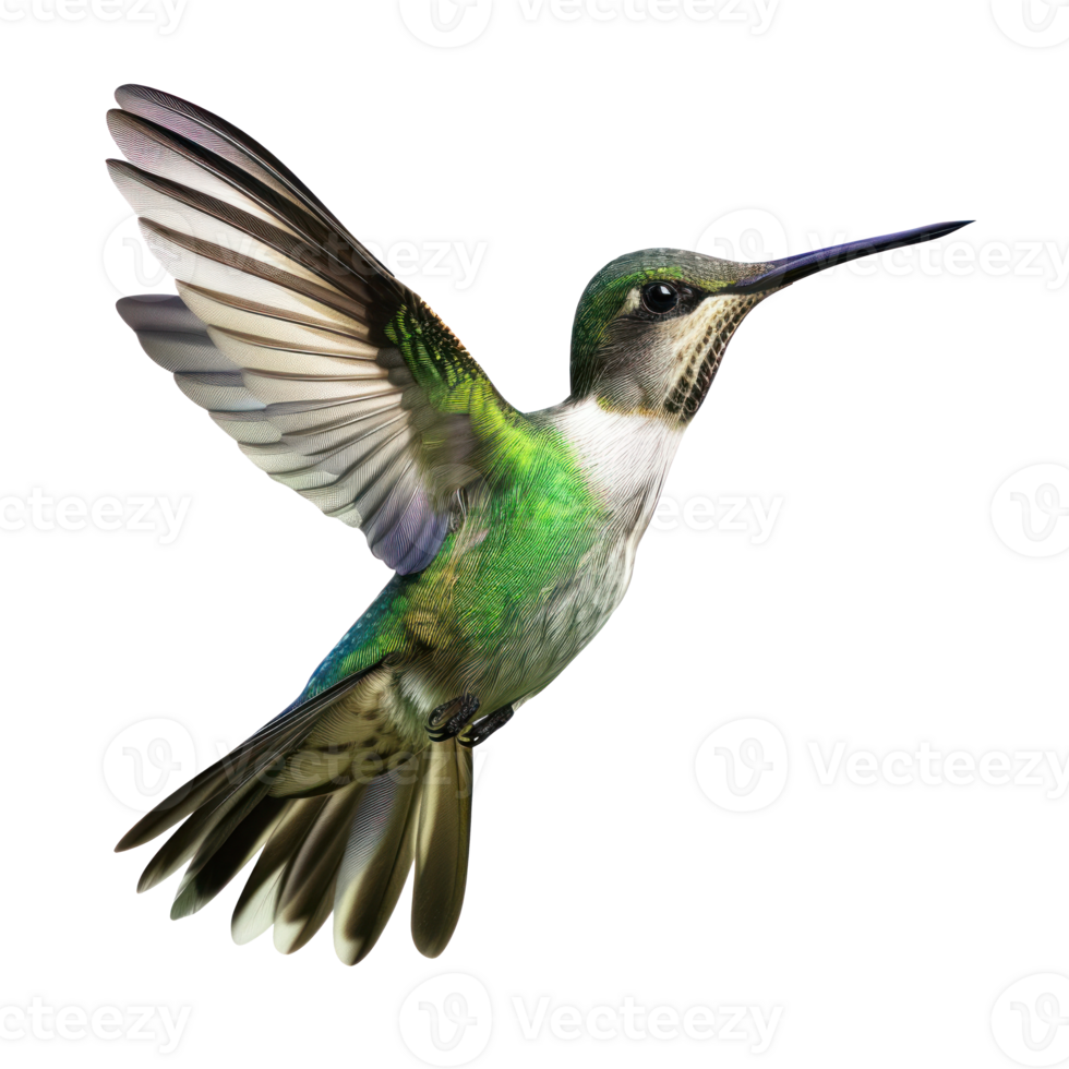 A biird flying in the air isolate on a transparent background png