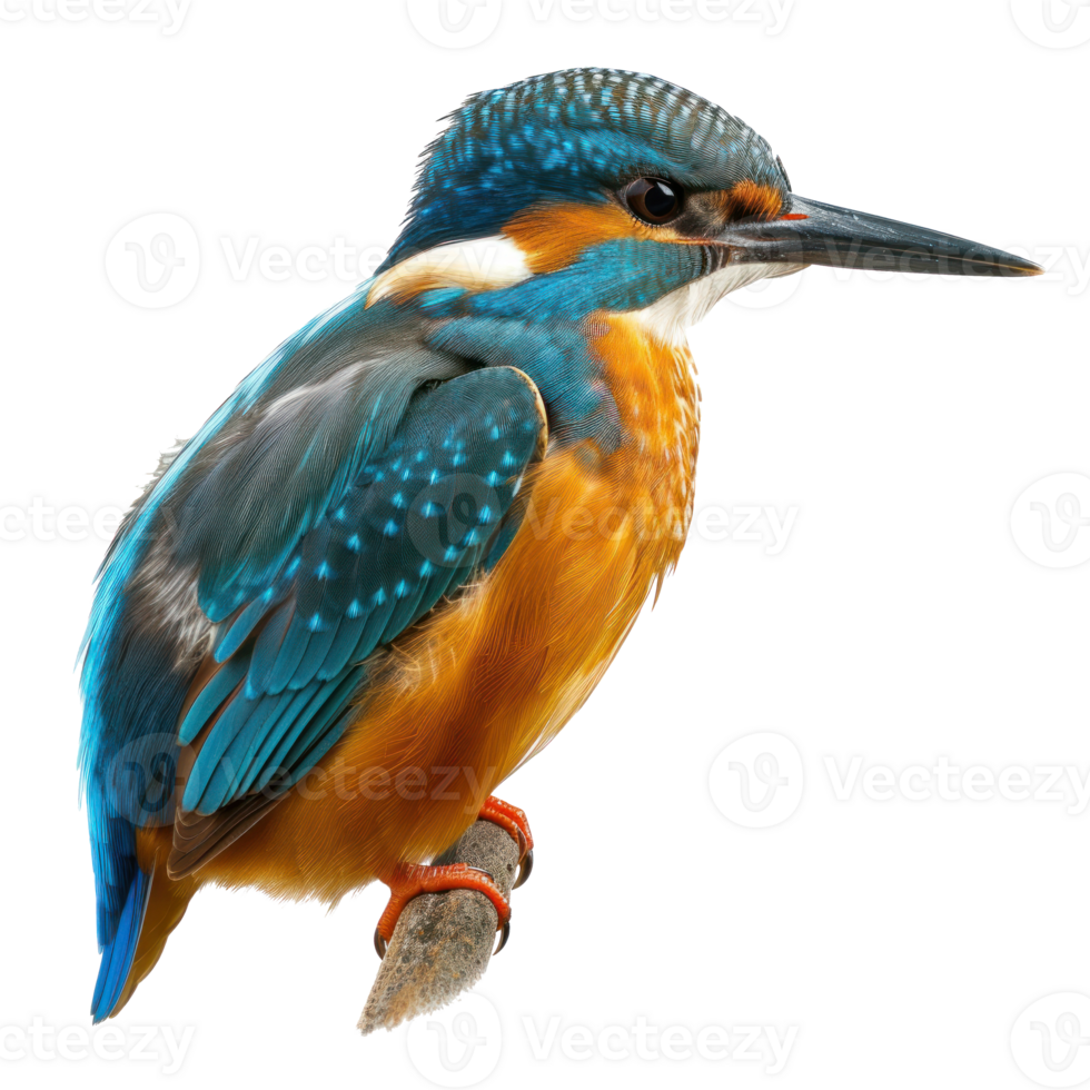 a kingfisher , elevation front view , isolated on transparent background png