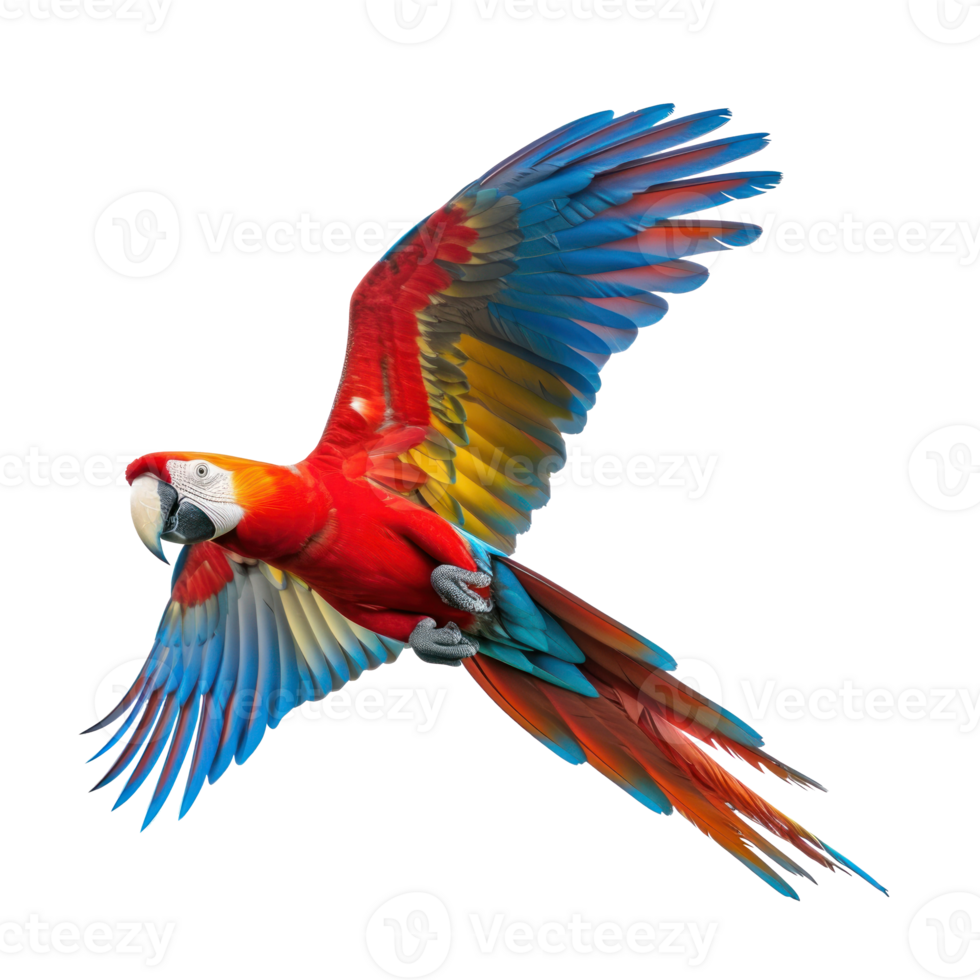 flying macaw parrot red blue and blue-and-yellow isolated on transparent background png