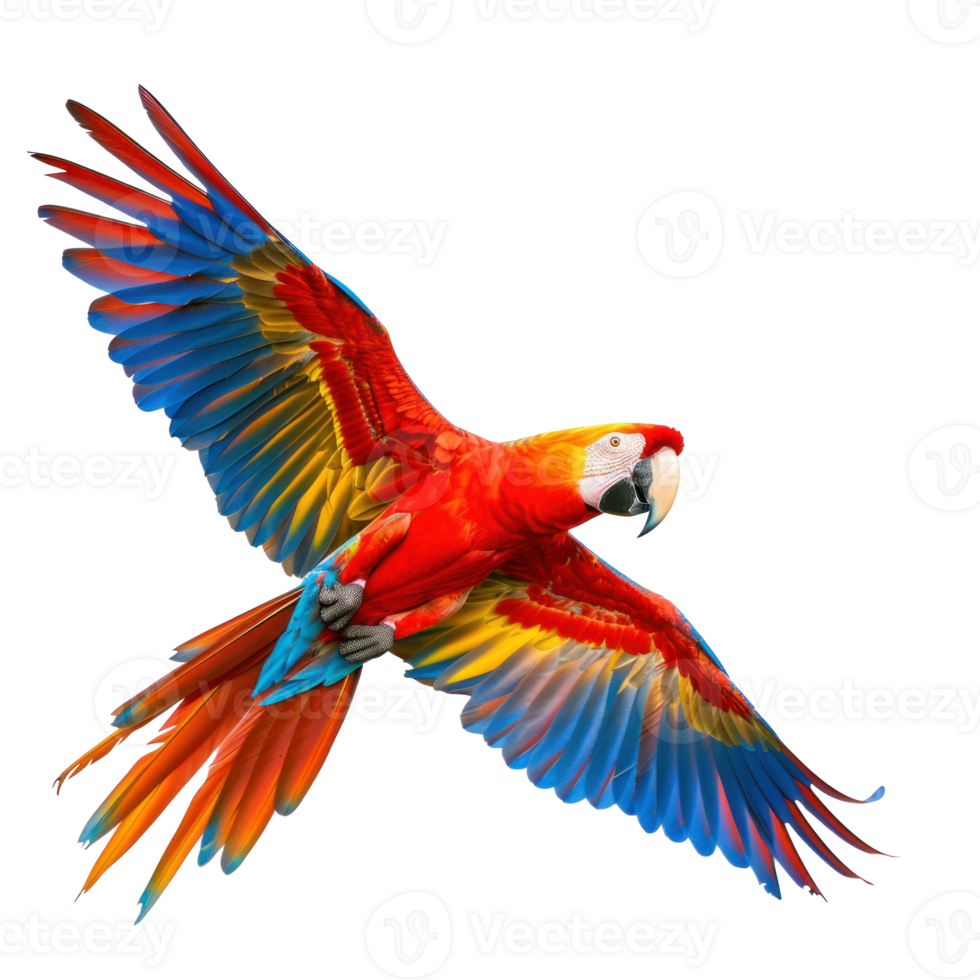 a colorful parrot flying in the air isolate on a transparent background png