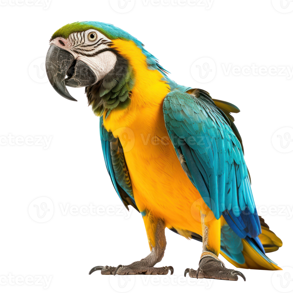 full body view of a Parrot on a transparent background png