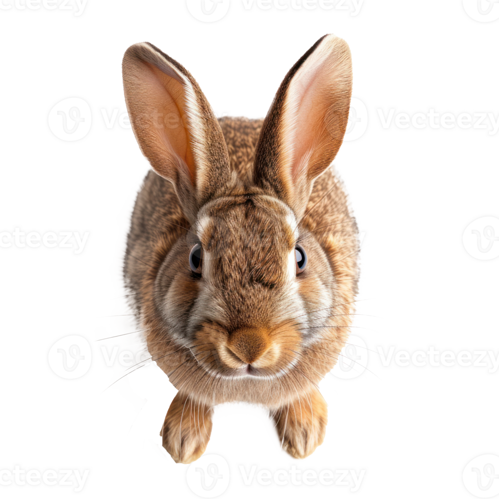 above perspective view of a Rabbit on a transparent background png