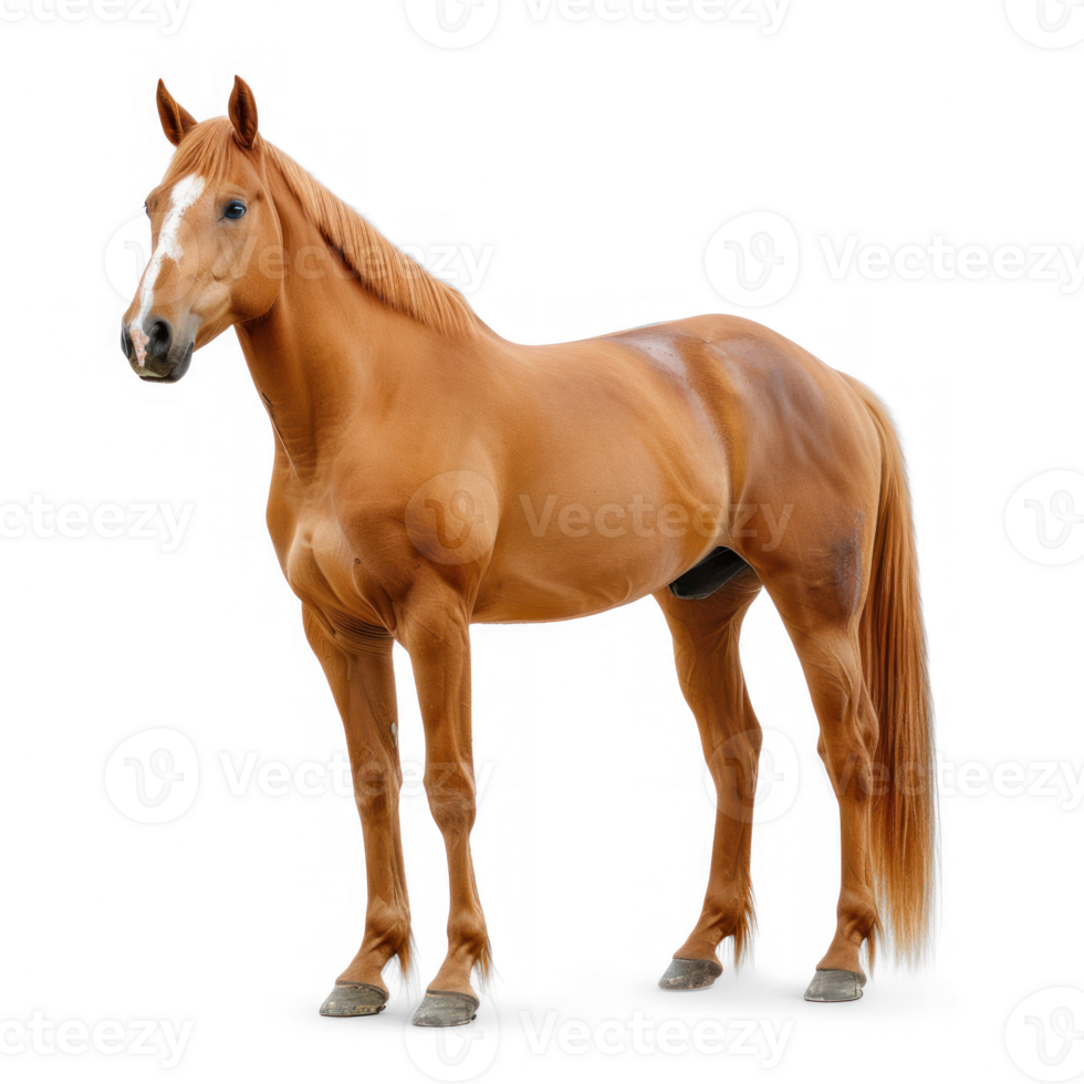 horse standing high resolution on a transparent background png