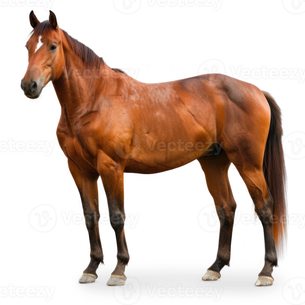 A horse, full body, in zoo style transparent background png
