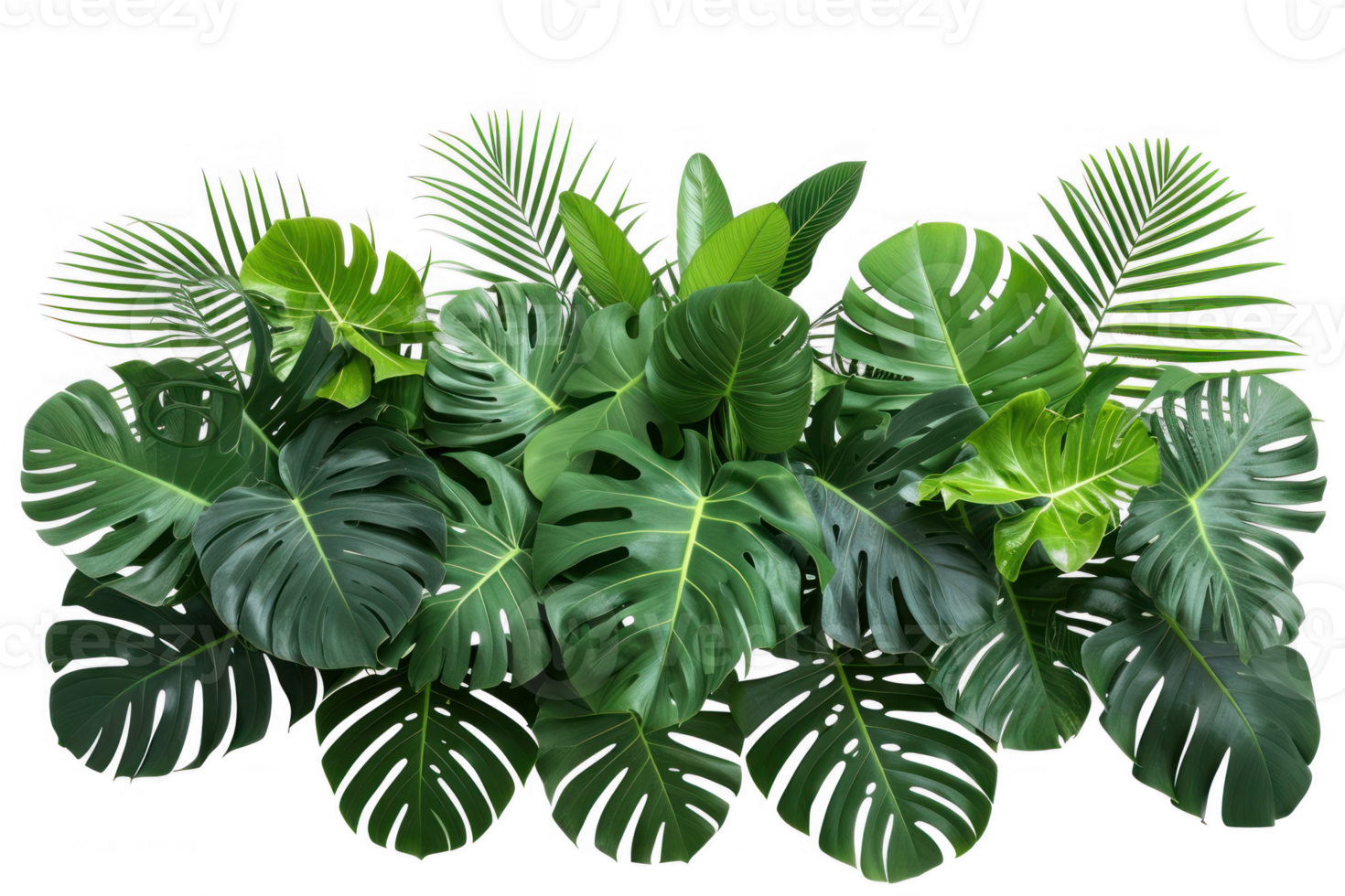 Tropical leaves foliage plant jungle bush floral arrangement nature backdrop isolated on transparent background png