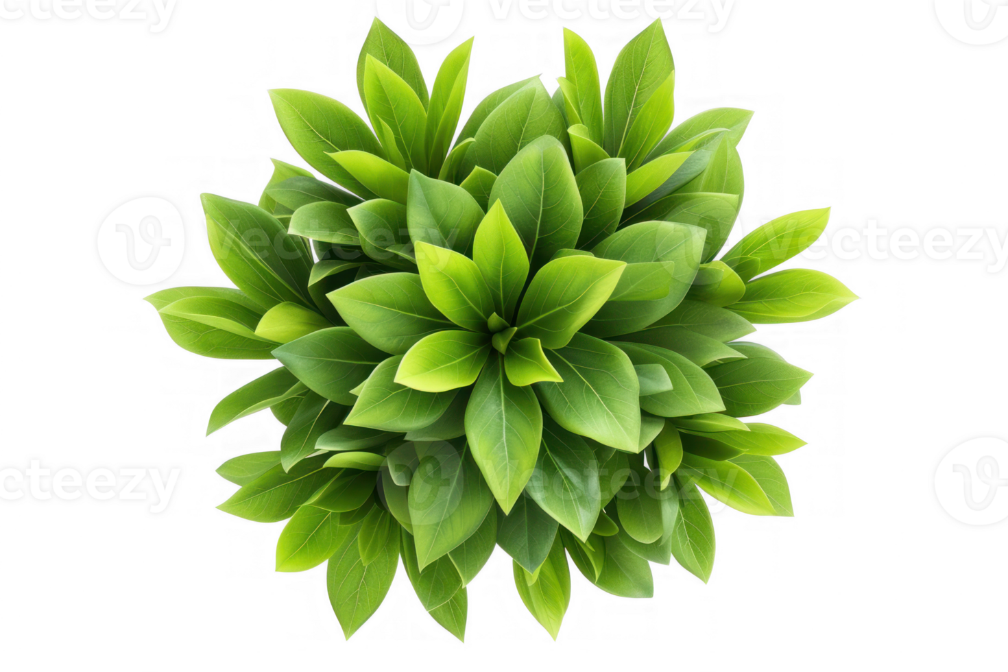 beautiful green plant, top view, clipart illustration, transparent background png