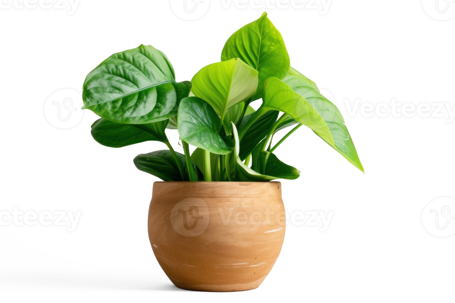 home plant with big juicy green leaves in pot isolated on transparent background png