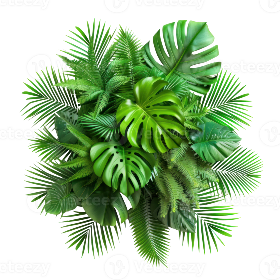 create a top view of tropical leaves, in transparent background png