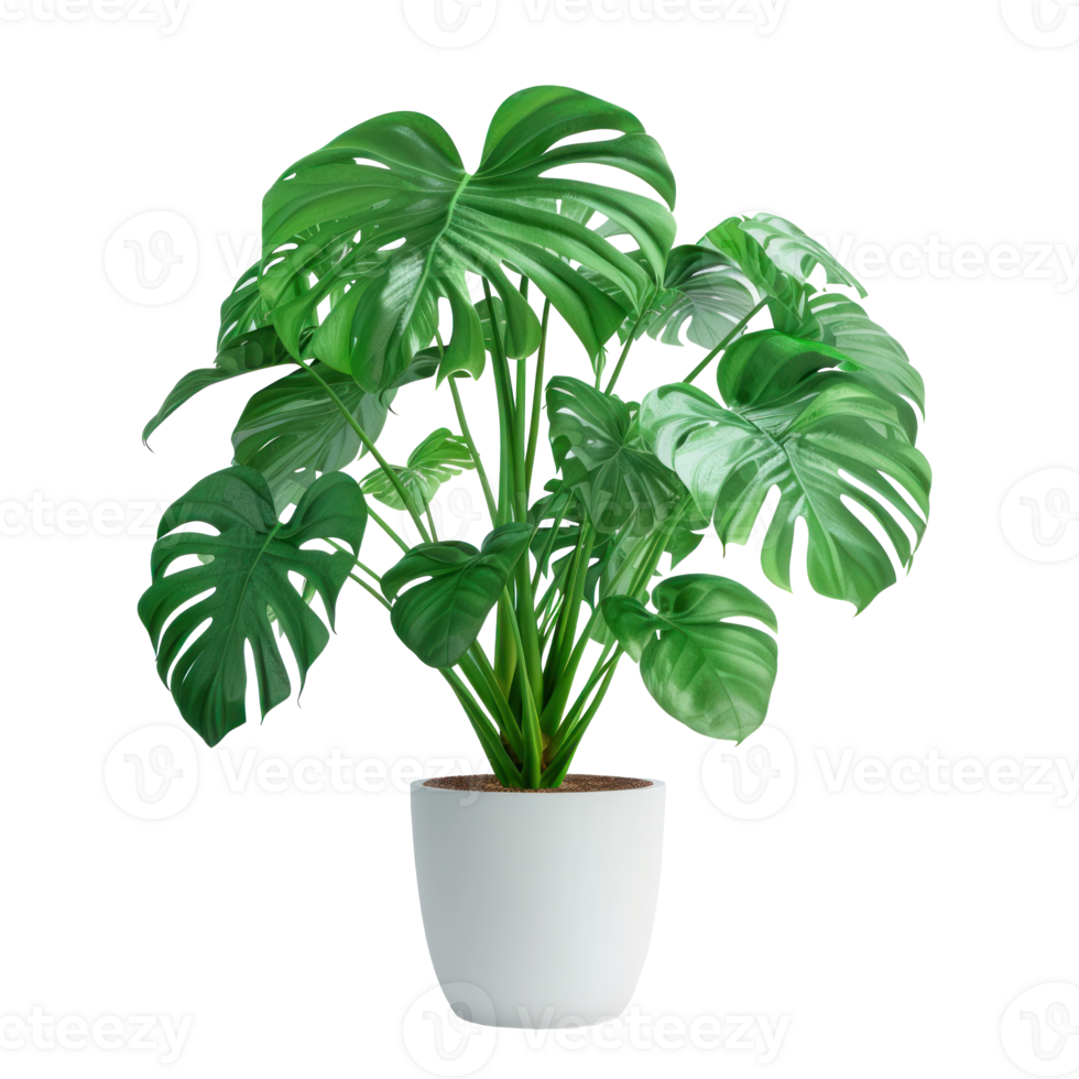 A Monstera deliciosa Liebm potted plant with hyperrealistic details, transparent background png