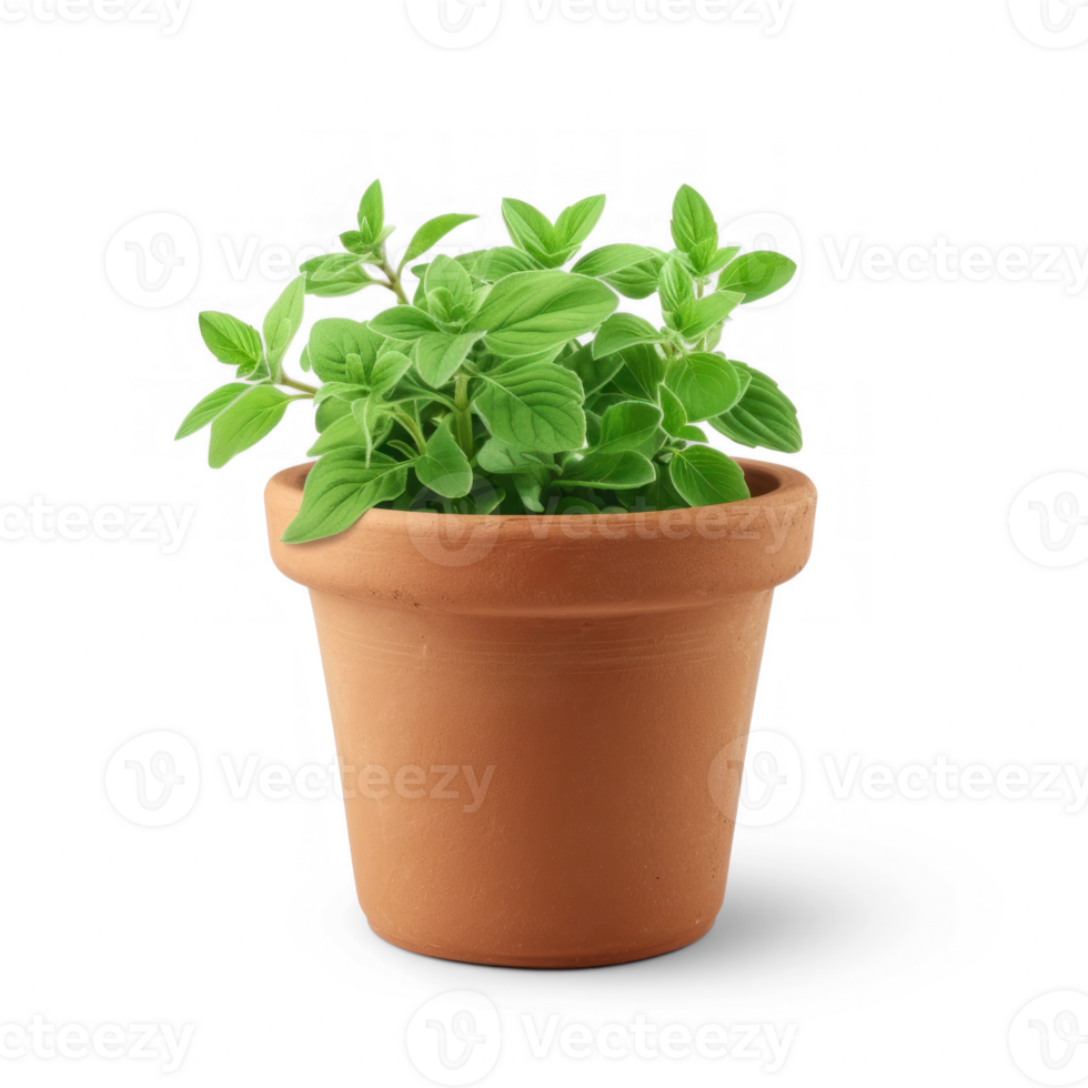 Plant Pot isolated on transparent background png