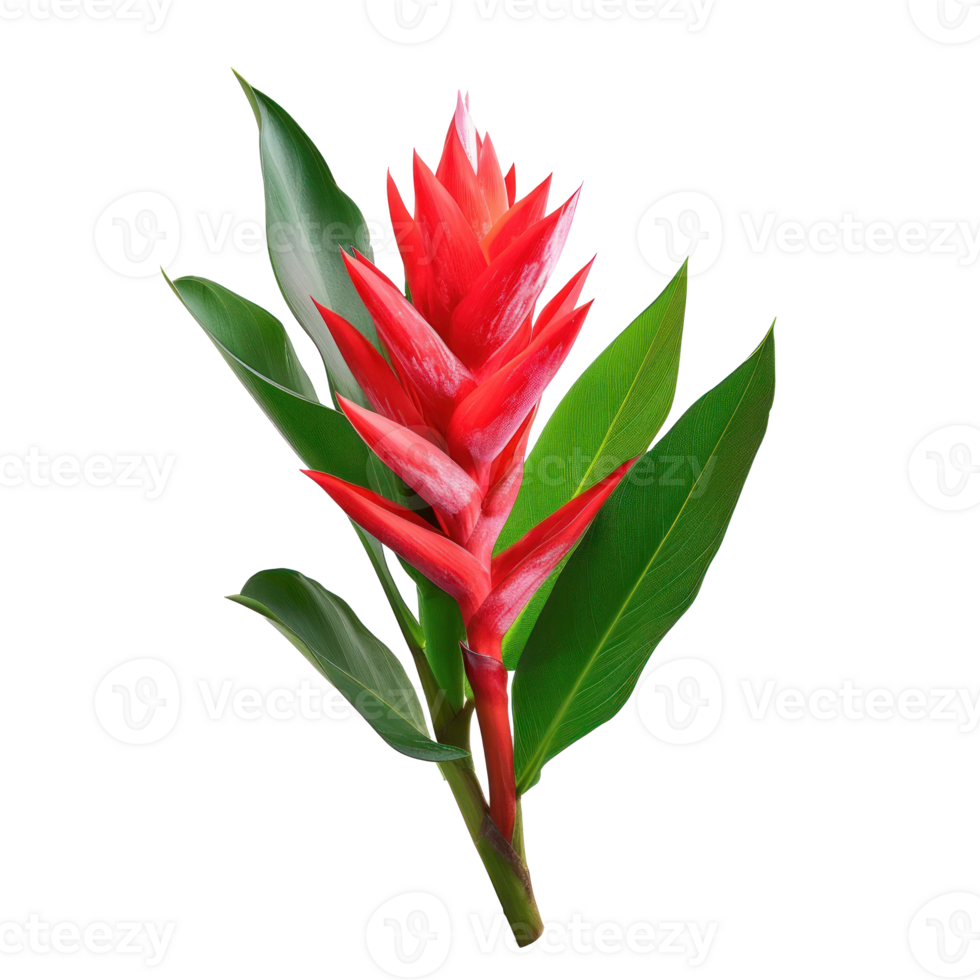 red tropical flower, lush green, no clipping, transparent background png