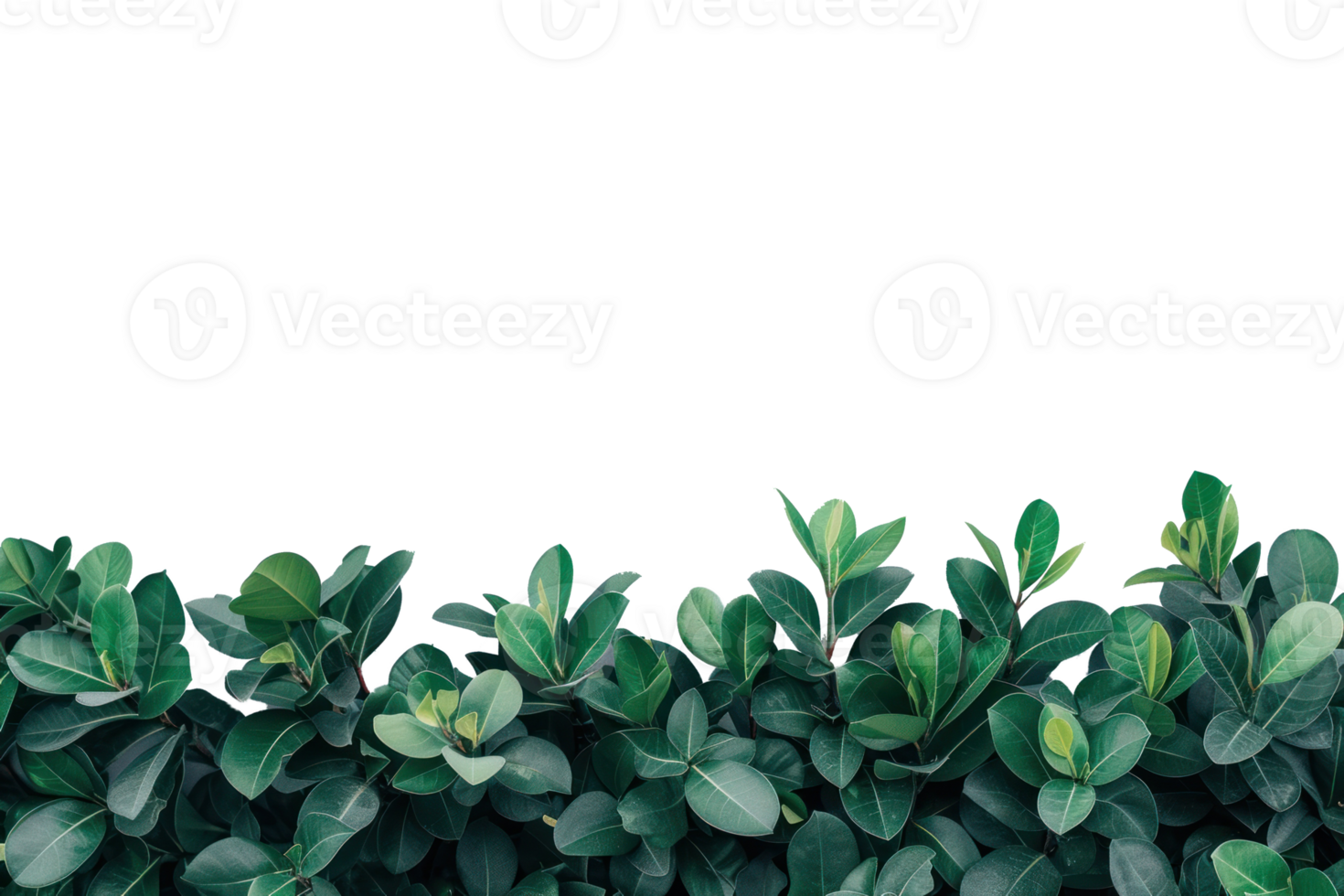 photo of ficus hedges isolate on transparent background png