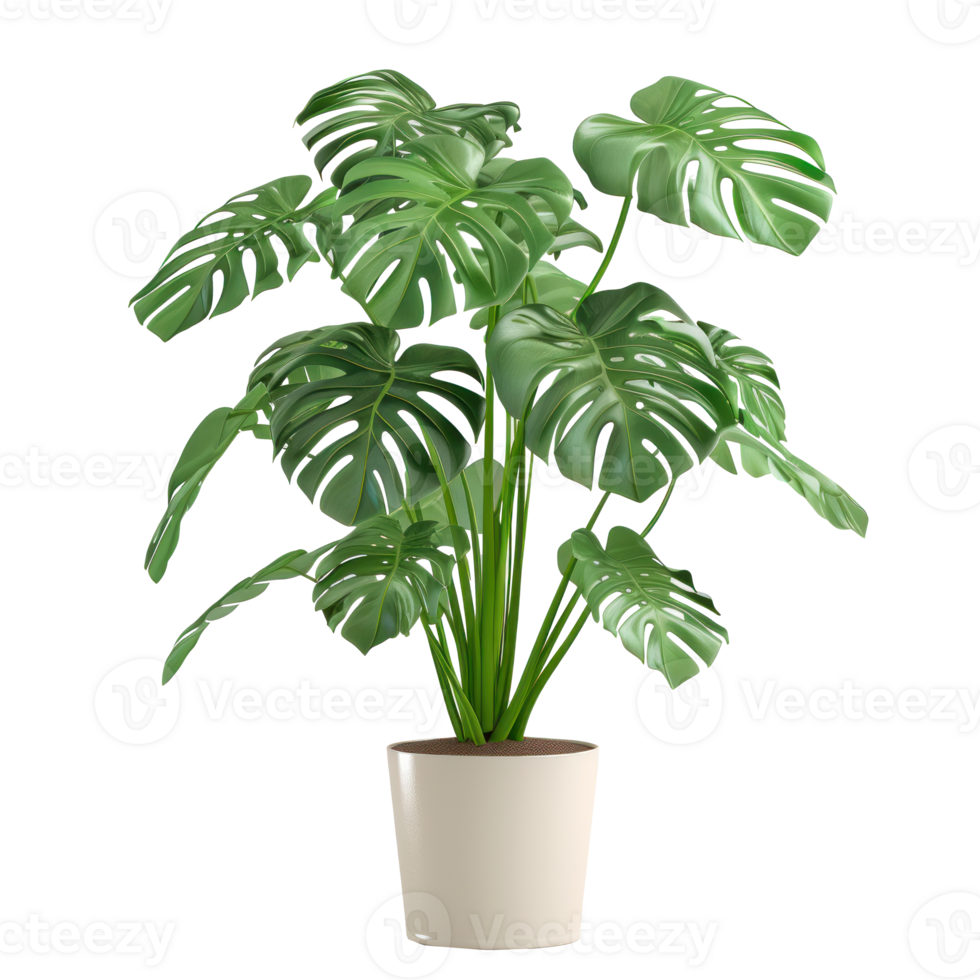 high-definition photo in 8K quality super ultra detail realistic photography Monstera in pot transparent background png