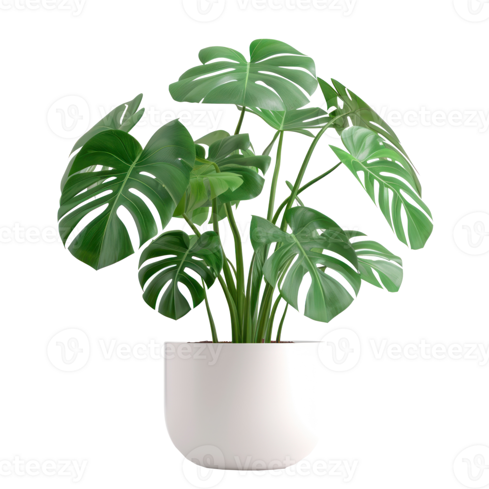 high-definition photo in 8K quality super ultra detail realistic photography Monstera in pot transparent background png