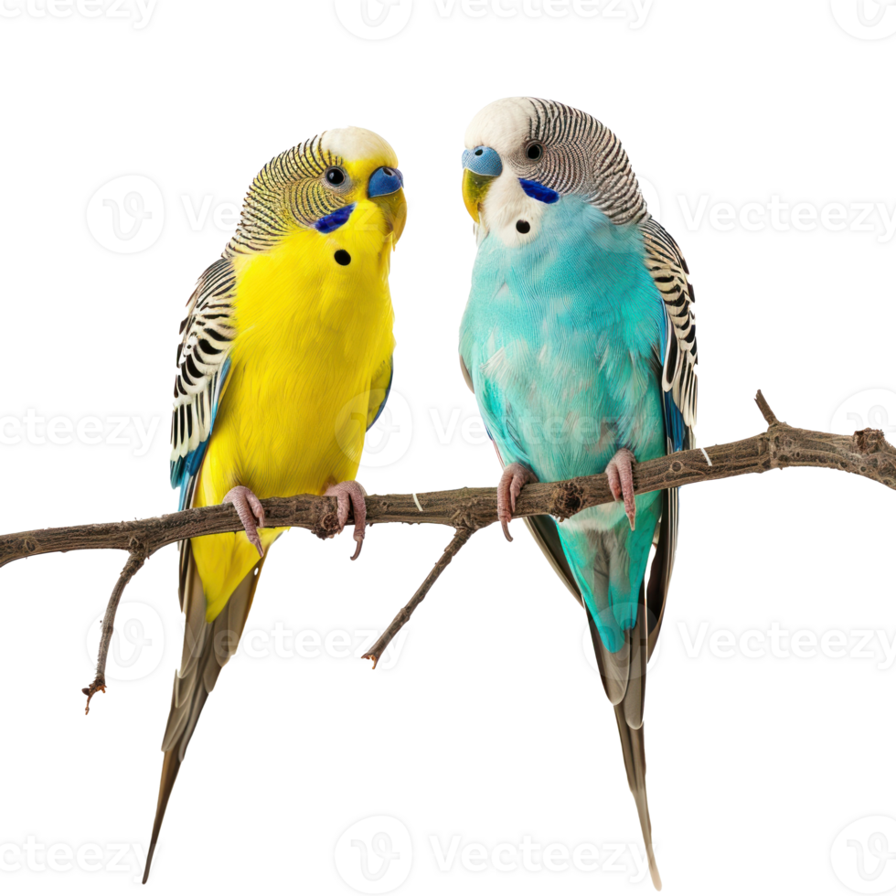 two parakeet transparent background png