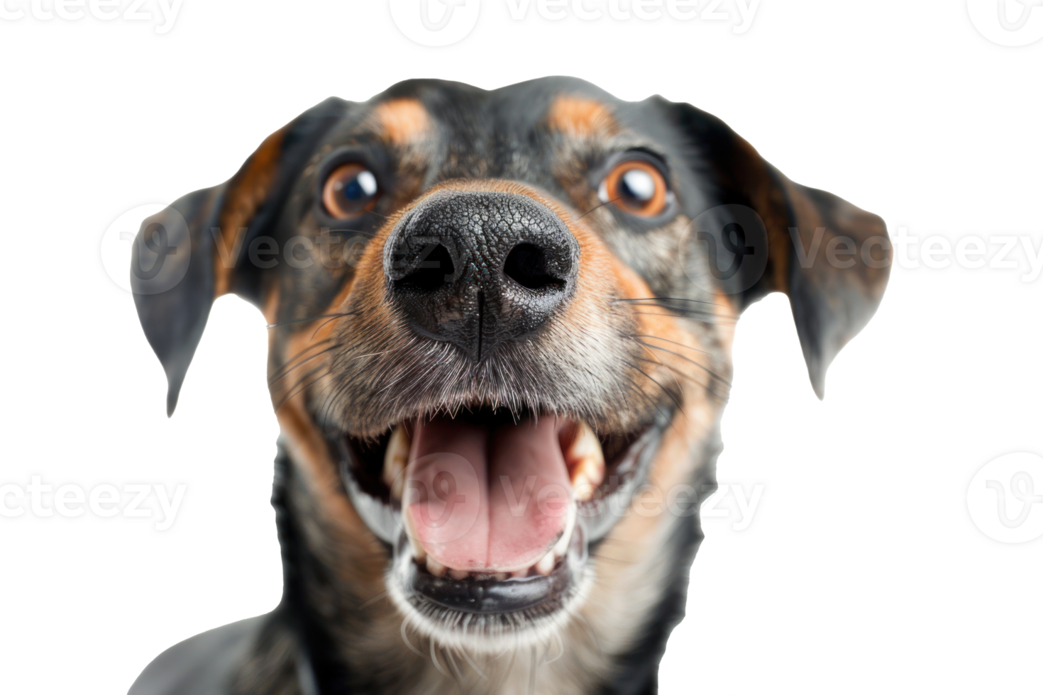Pet's funny expression front view, HD camera. isolate on transparent background png