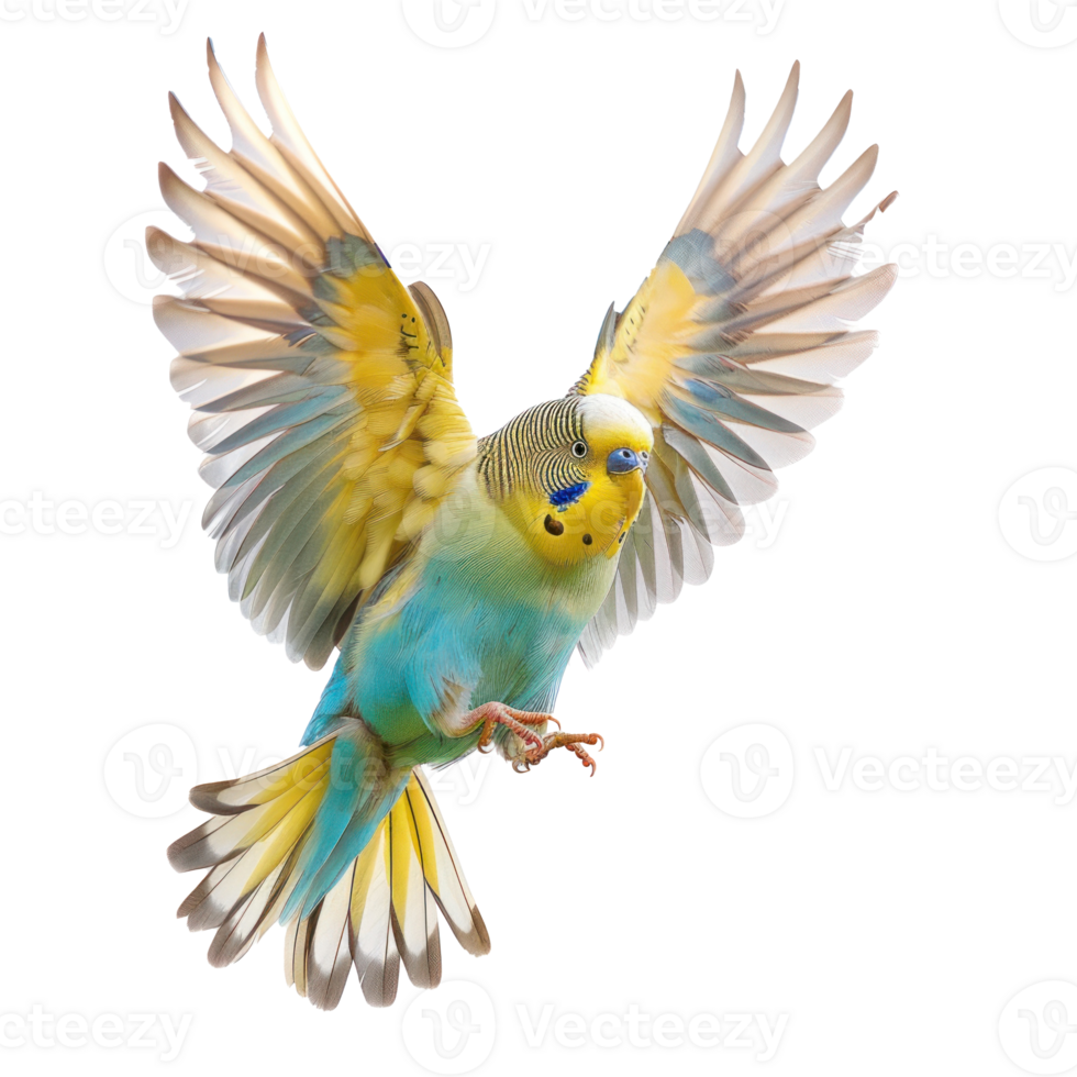 budgie flying transparent background png