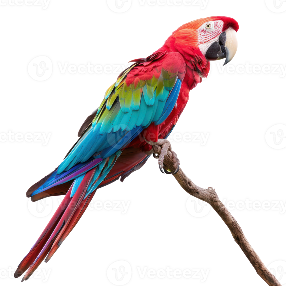 macaw transparent background png