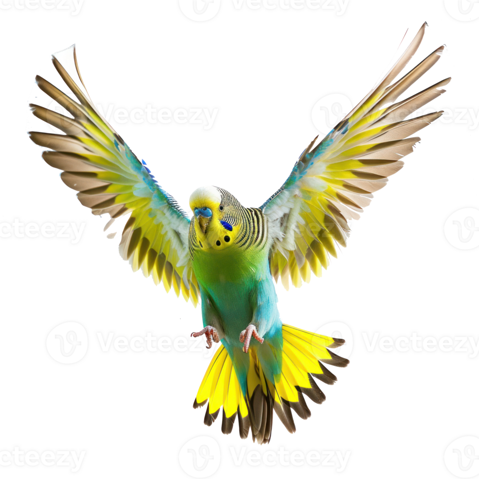 budgie flying transparent background png