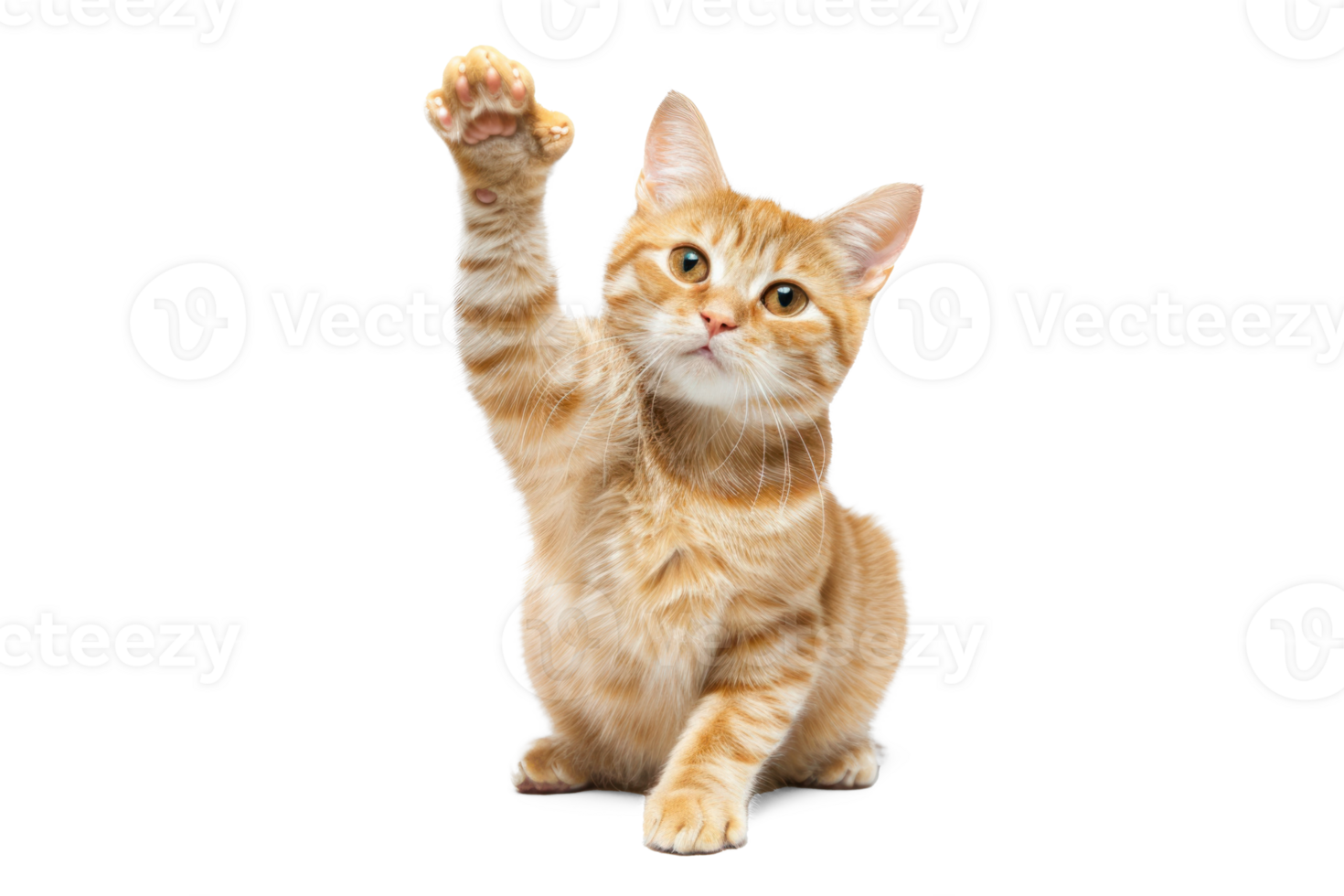 ginger cat sits with one front paw raised and looks at the camera on a white isolated background png