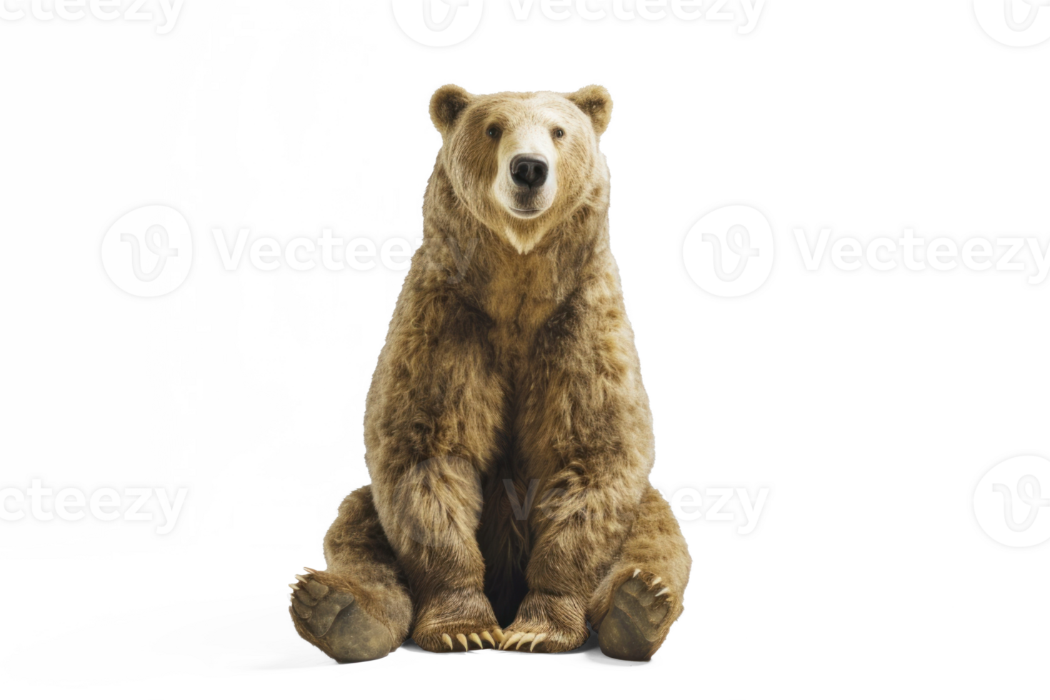 A friendly bear sitting facing forward, on a transparent background png
