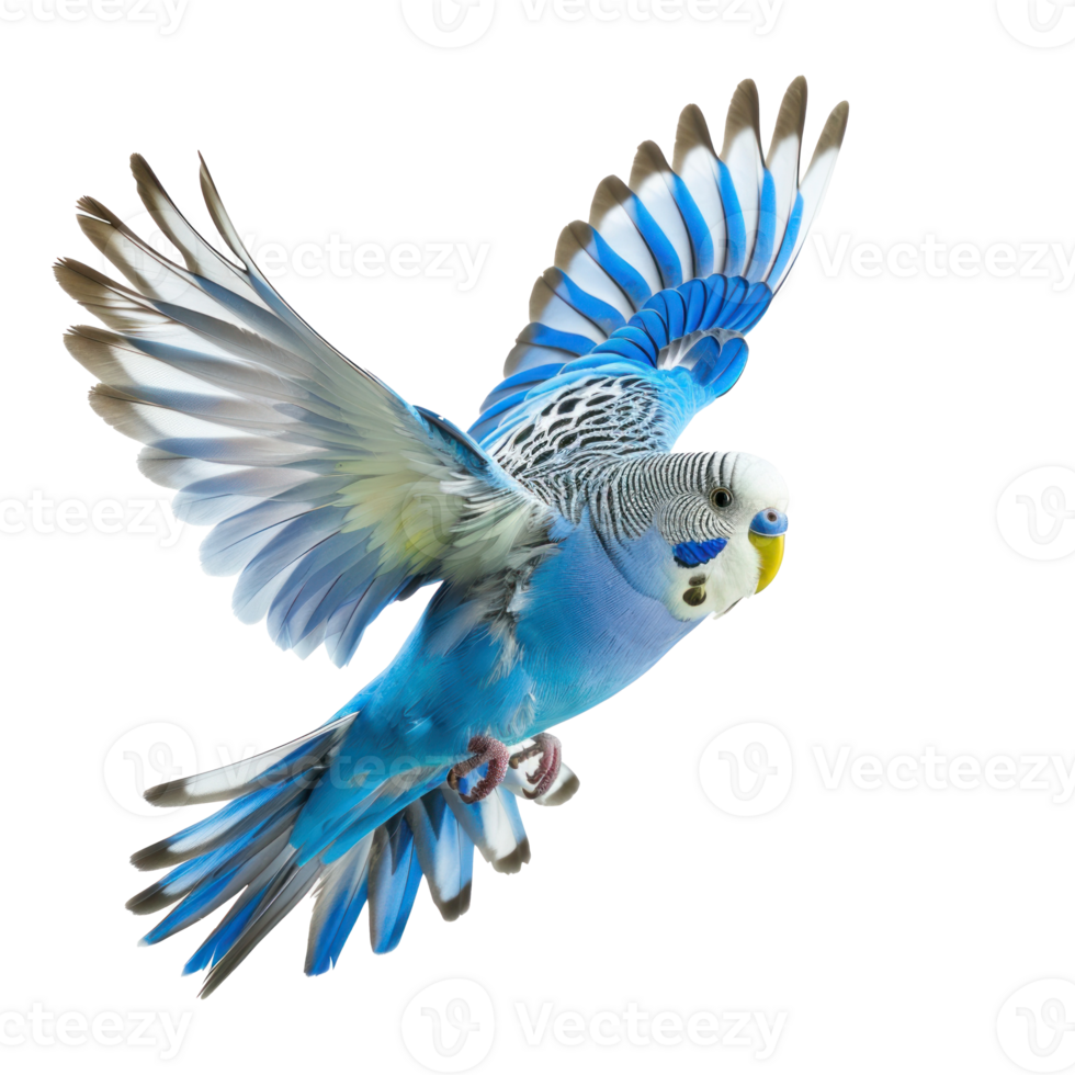 budgie flying transparent background png
