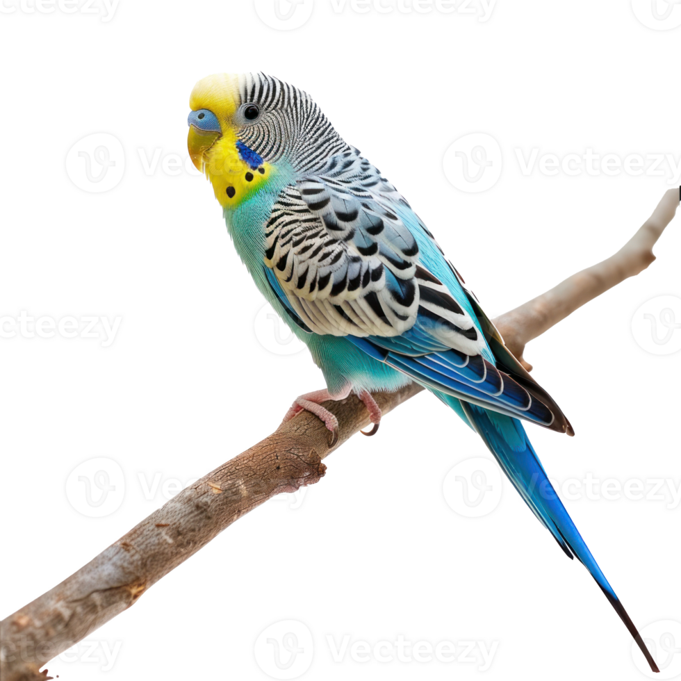 parakeet transparent background png