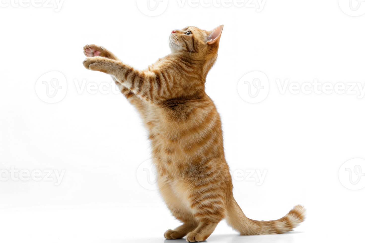 A cat stands up with two front paws up, full body and tail, transparent background png
