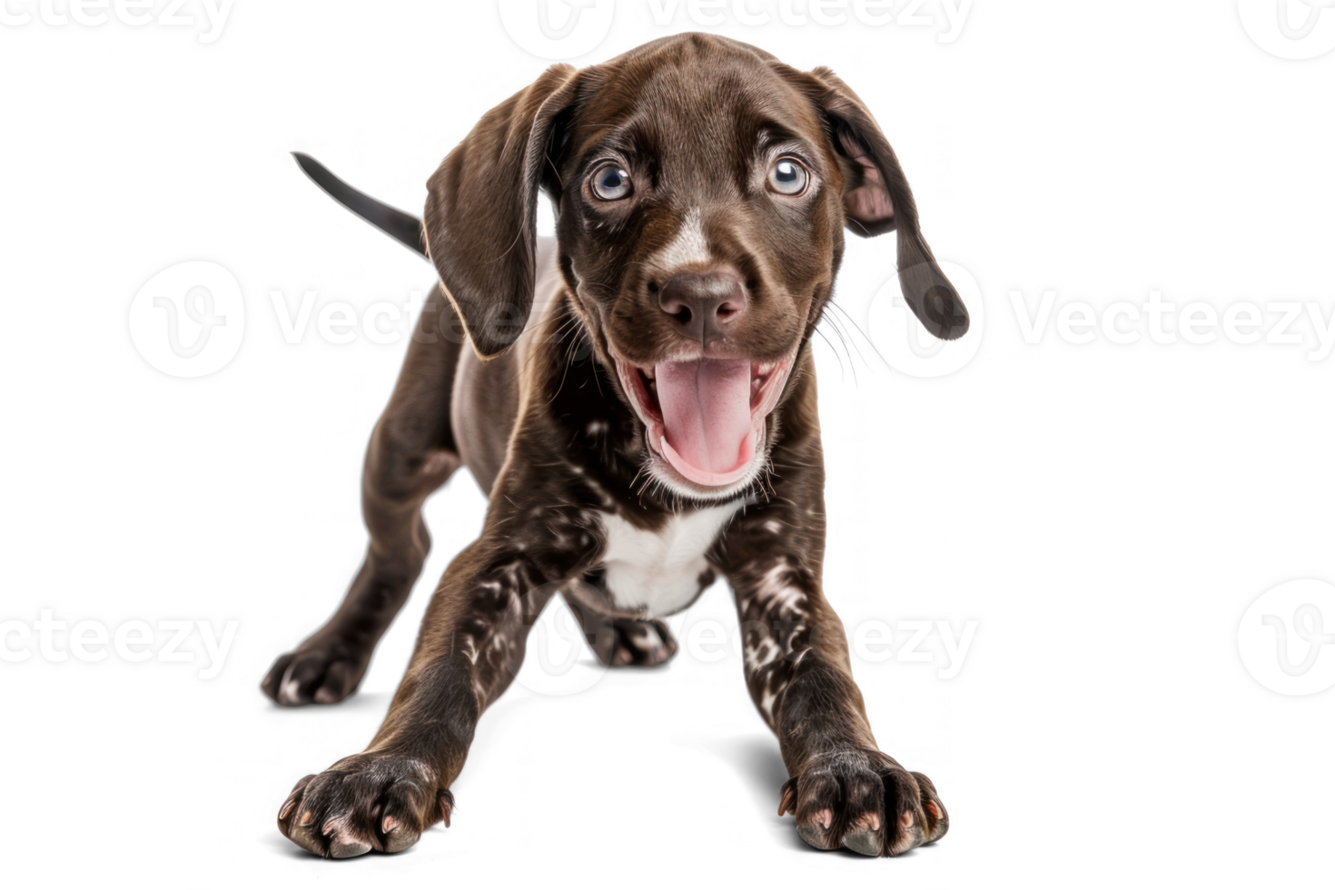 a 6-months-old German Shorthaired Pointer Dog breed, on a transparent background png