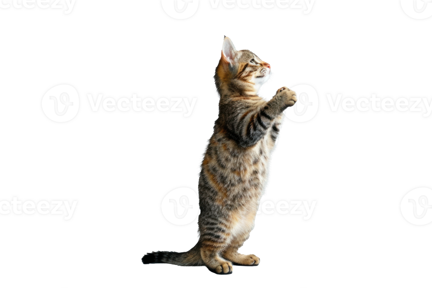 A cat stands up with two front paws up, full body and tail, transparent background png