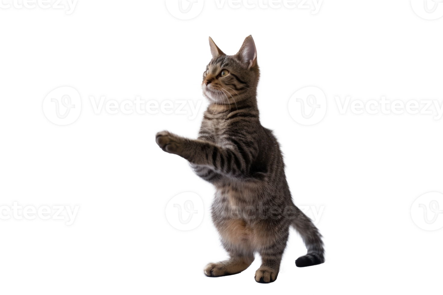 a cat standing up and looking at something png