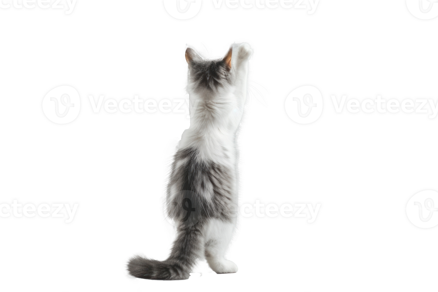 A cat stands up with two front paws up, full body and tail, transparent background png